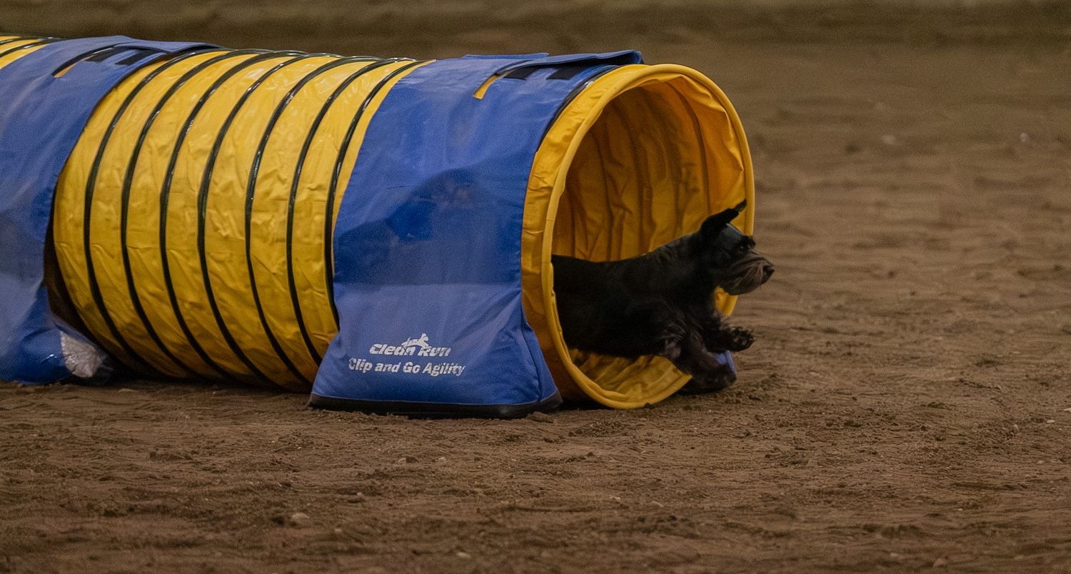 A dog running through a blue and yellow agility tunnel on a dirt surface during a dog agility competition.
