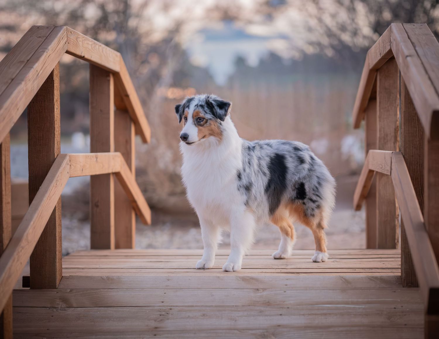 An Australian Shepherd dog with merle coat stands on a wooden bridge outdoors.