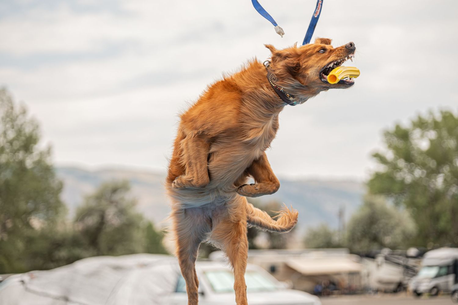 Golden retriever leaping high on a leash, catching a yellow ball mid-air outdoors.