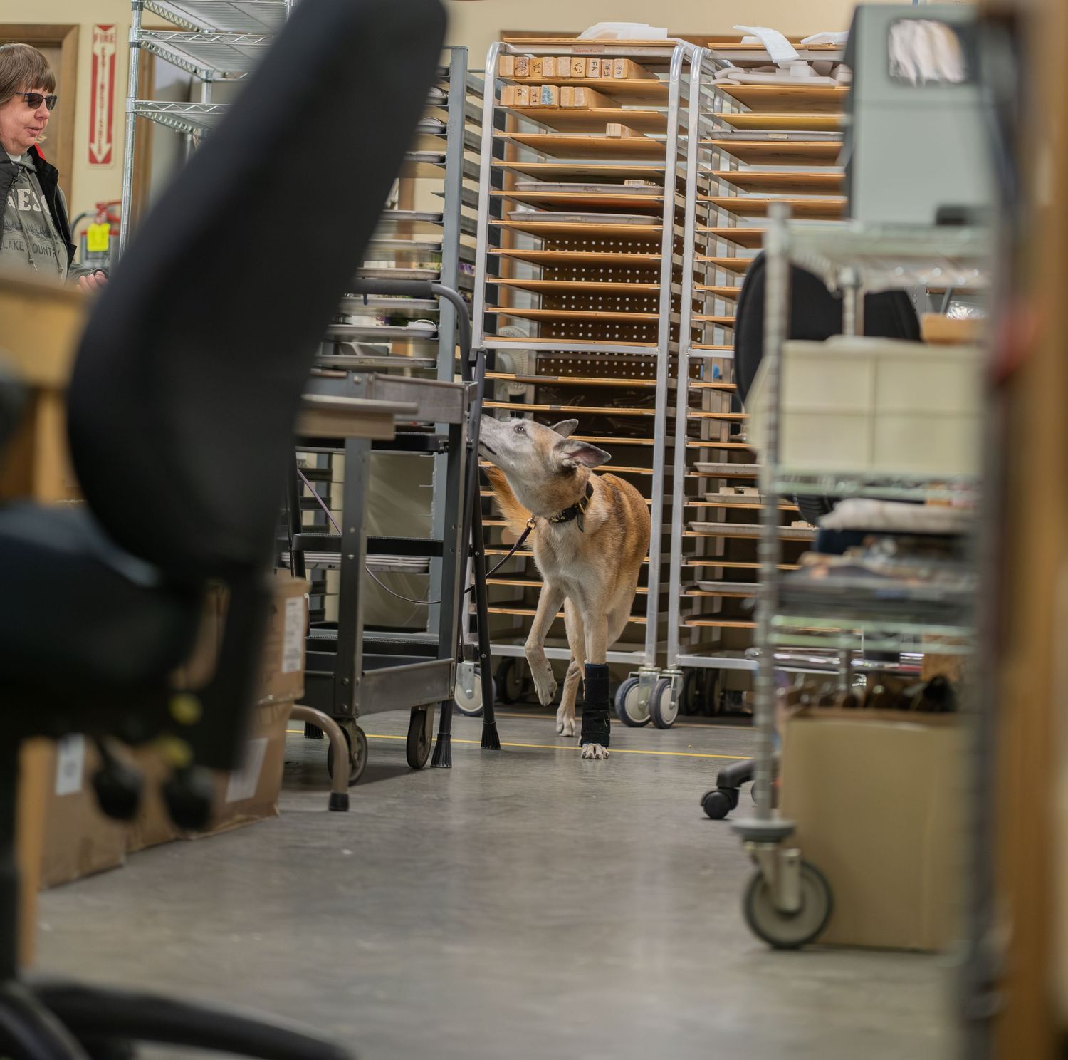 A dog roams freely through a busy warehouse storage area with metal shelving racks and workers in the background.