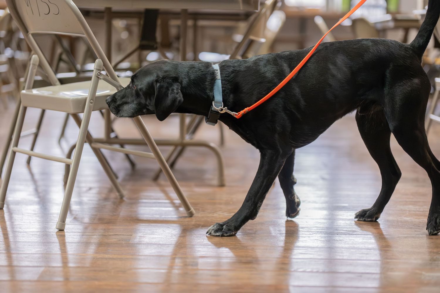 Black Labrador on orange leash sniffing metal folding chair on wooden floor indoors.