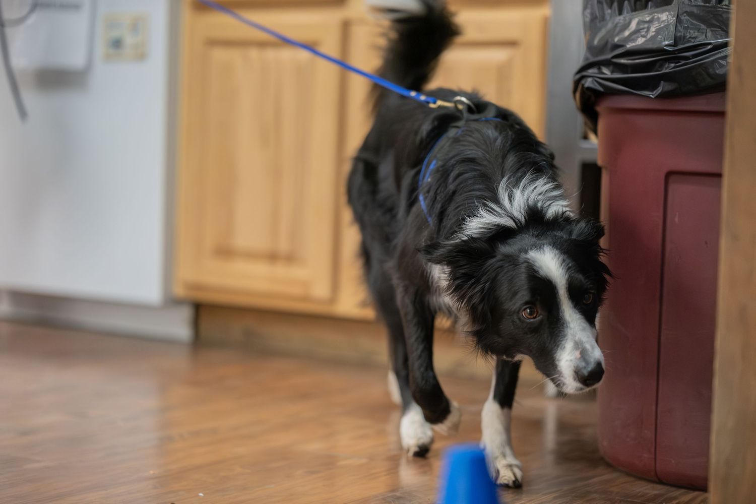 Black and white Border Collie on blue leash sniffing floor near trash can in kitchen.
