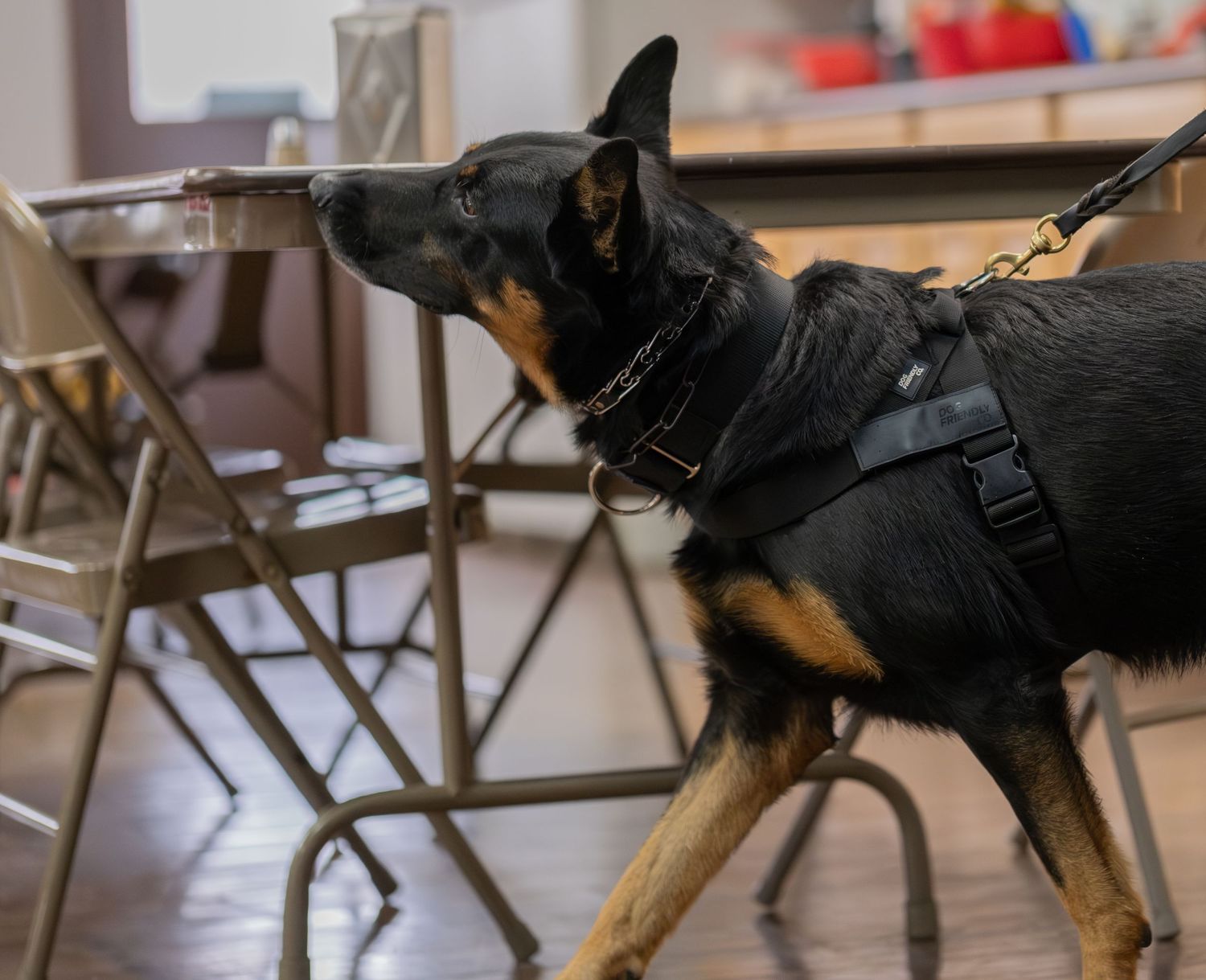 A black and tan German Shepherd dog wearing a harness and leash sniffs under a table indoors.