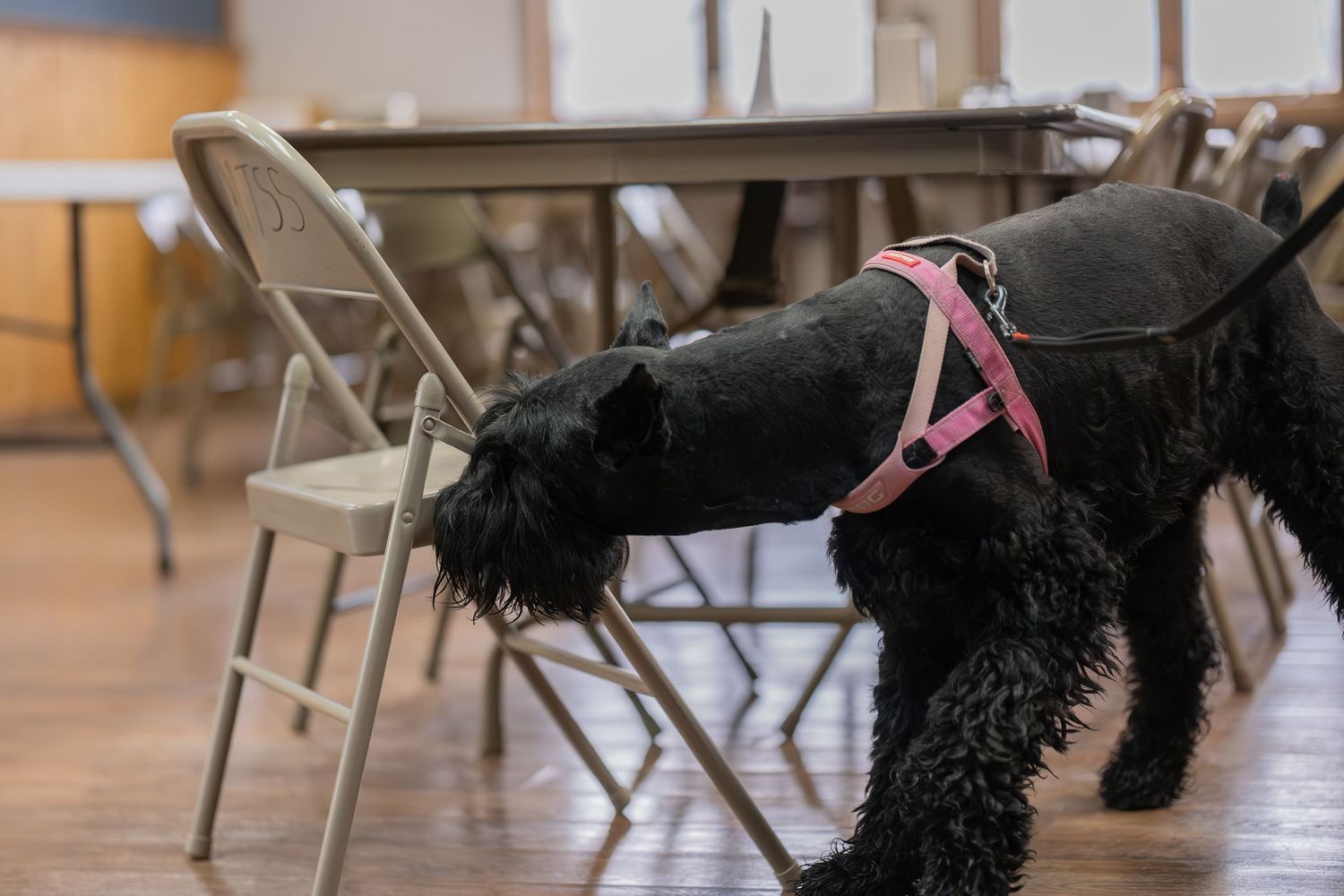 Black curly-haired service dog wearing pink harness sniffing folding chairs in an indoor training facility.