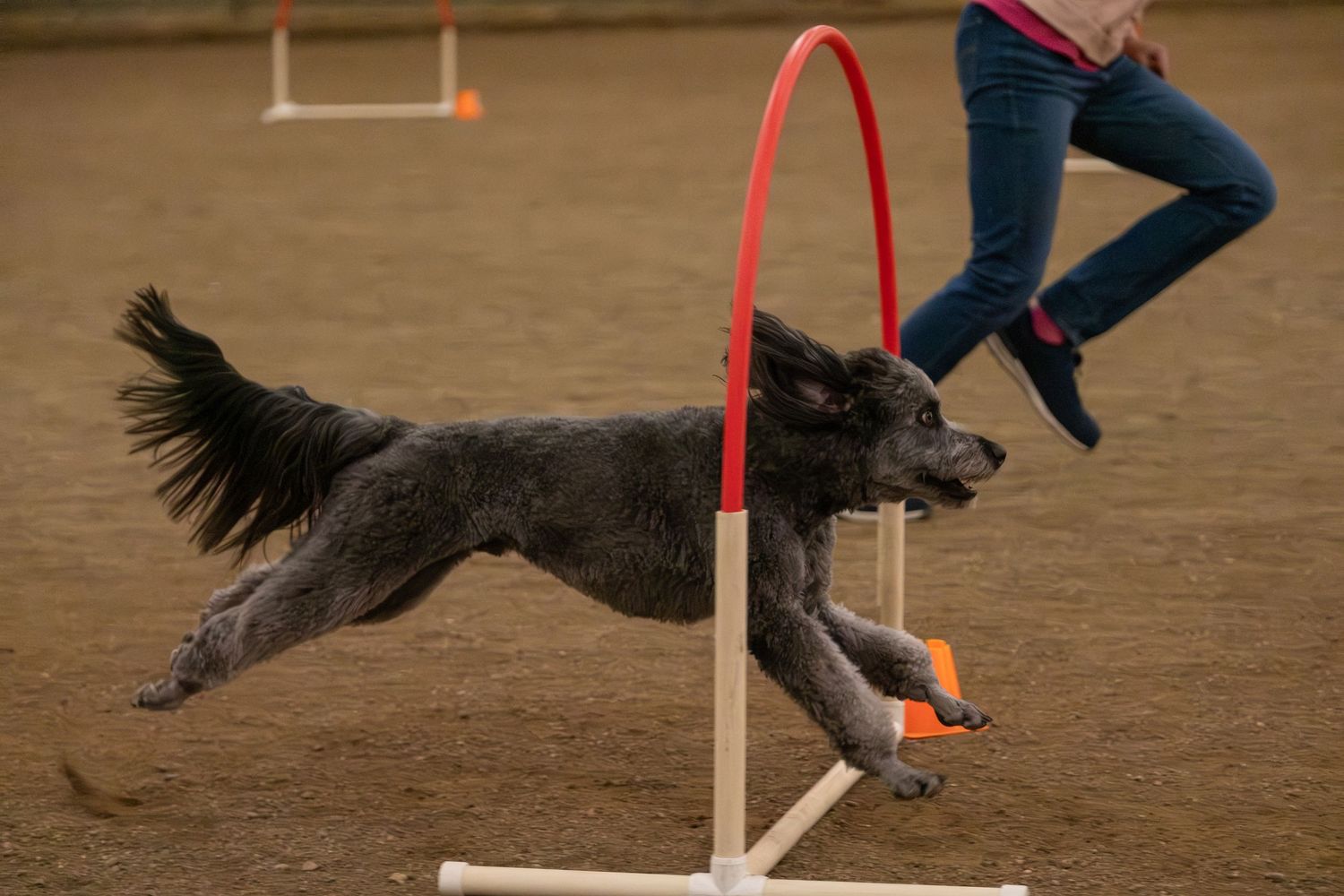 A dark gray poodle leaping through a red hoop during an agility course competition with a handler running alongside.