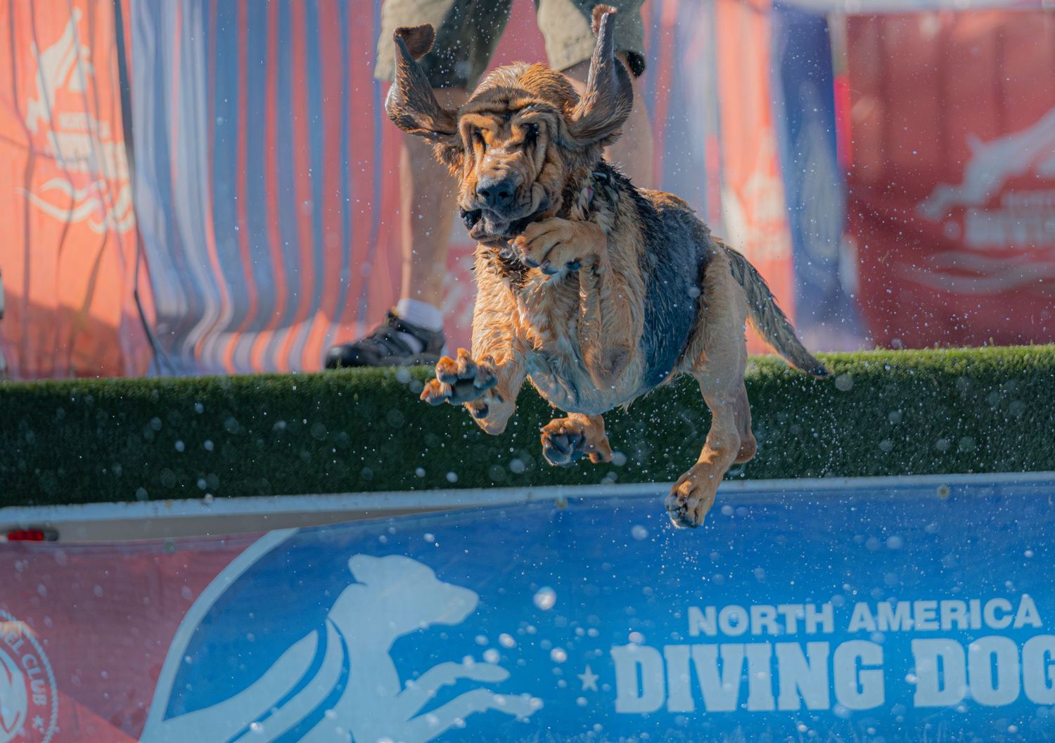 A dog leaps mid-air over a pool at a North American Diving Dogs competition event.