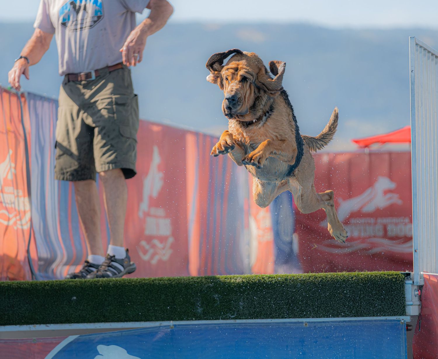 A golden dog leaps off a dock into water at a competitive dock diving event with a handler standing nearby.