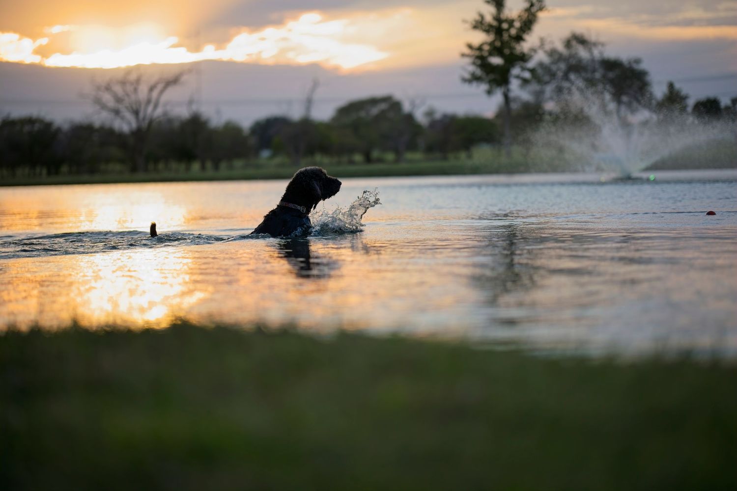 A dog splashing and playing in water during golden hour.