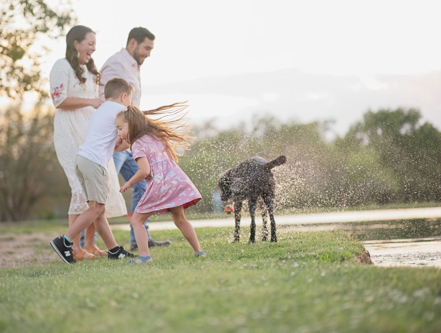 A wet dog shakes off water while people stand nearby on a sunny day.
