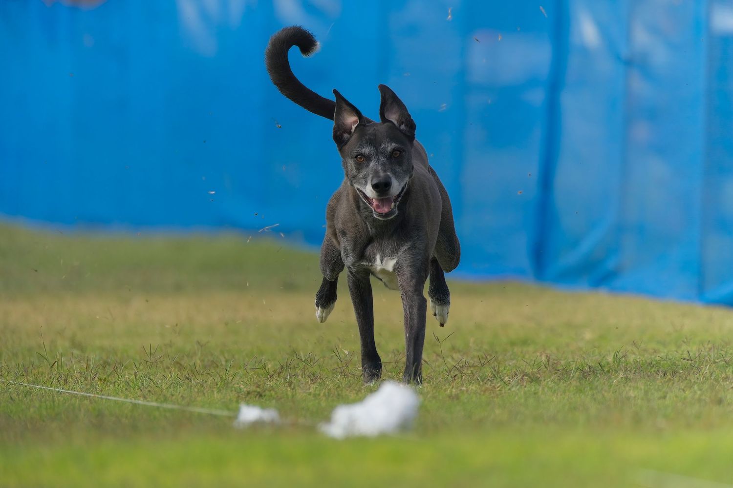 Gray pit bull puppy runs and plays energetically on green grass against bright blue background.