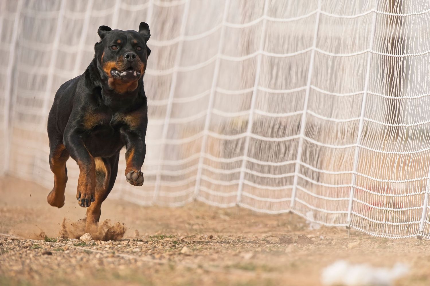 A sequence of action shots showing a Rottweiler dog running and jumping across a sandy ground with white curtains in background.