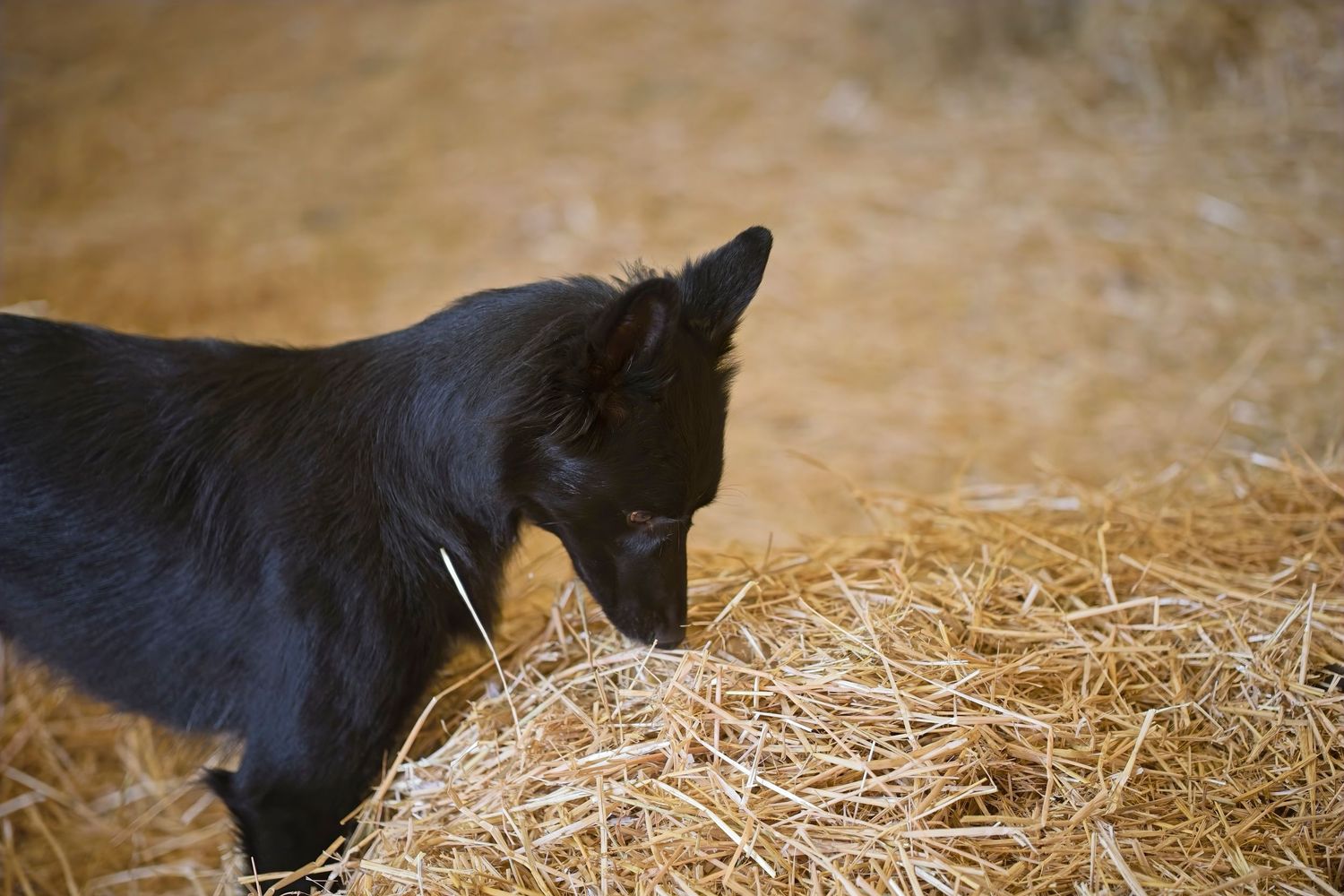 Black dog exploring through straw during a barn hunt activity.