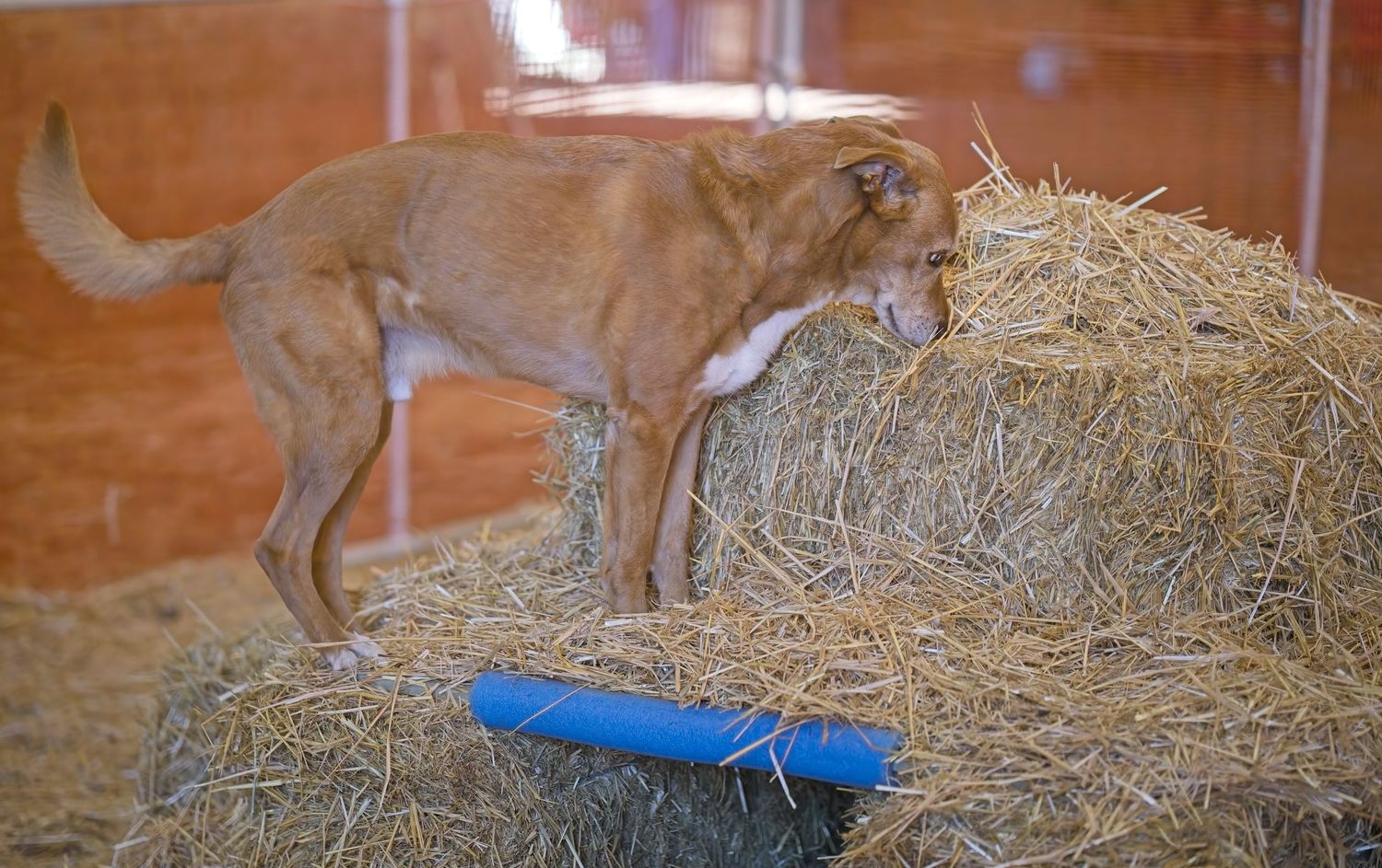Brown dog sniffing at a large hay bale with a blue brush nearby.