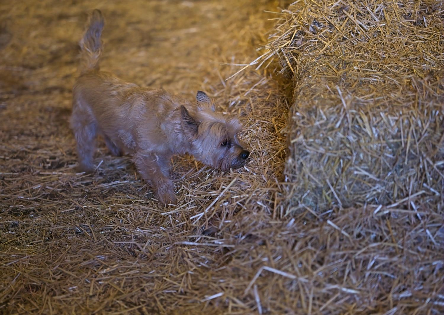 A small dog explores hay bales in a rustic barn setting.