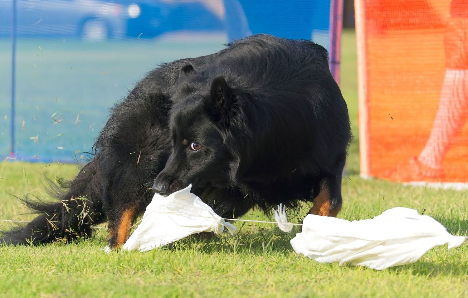A black dog performing an agility course run, weaving through white poles on a grassy field.