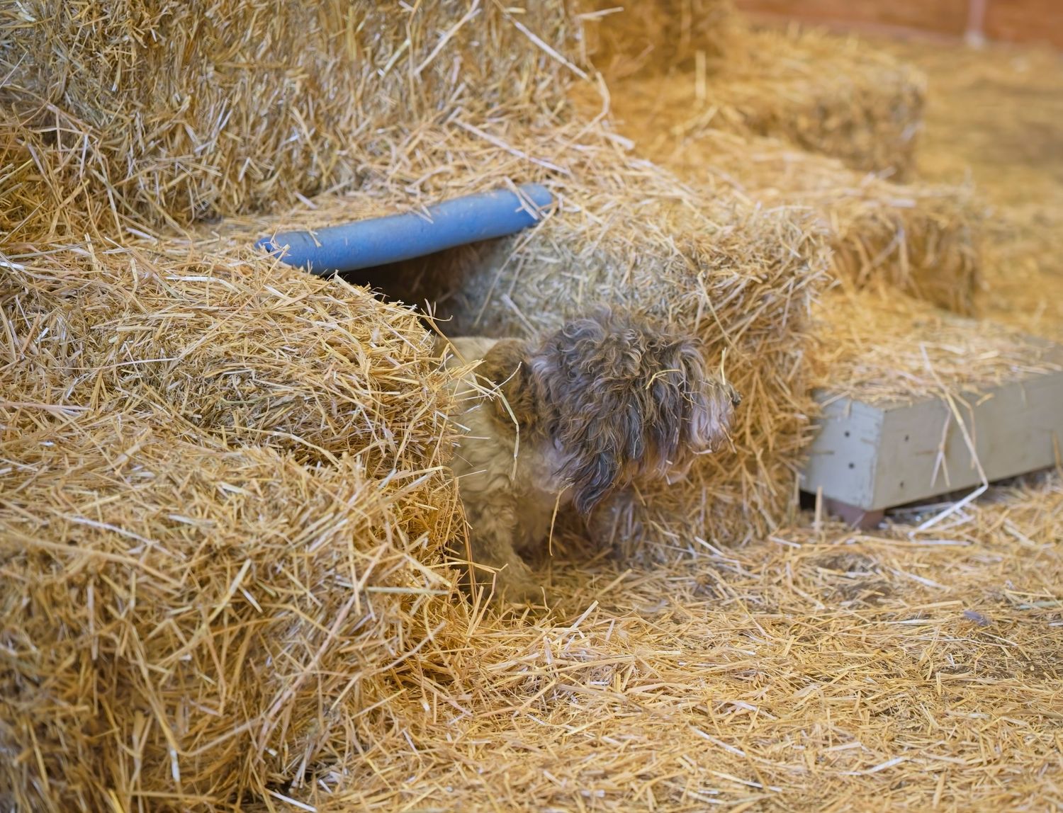 A rustic wooden bench sits among dried straw and hay bales in a rural farm setting.