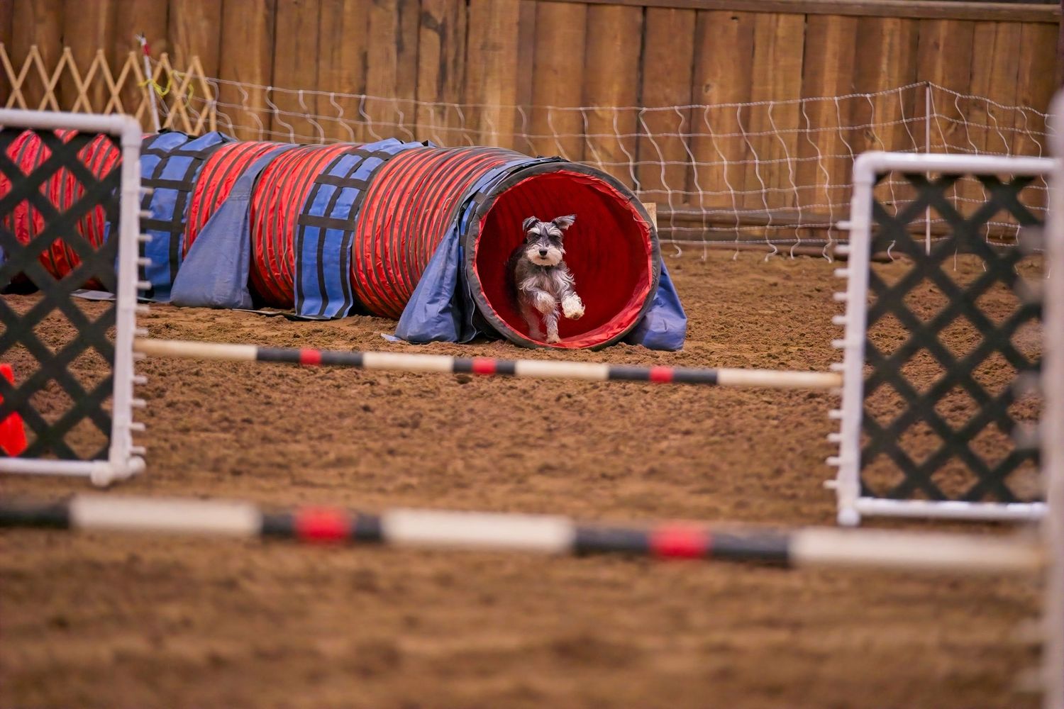 A dog agility course setup in a dirt arena with red and blue tunnels and white jumps visible.