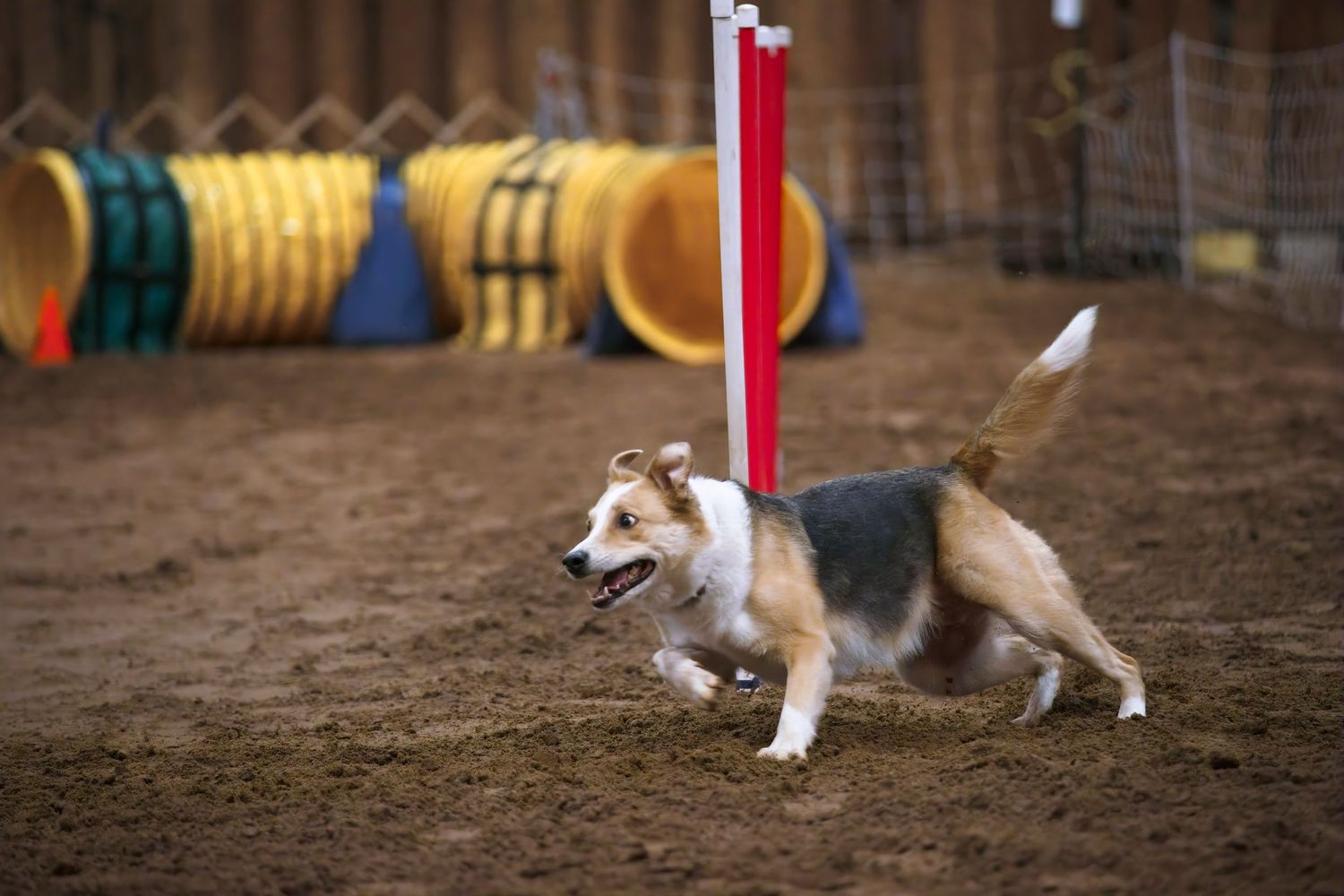 A dog running through an agility course tunnel at a competitive canine sporting event.