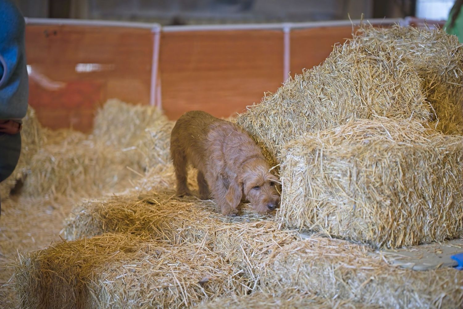 A hunting dog explores piles of hay bales in a rustic indoor setting.
