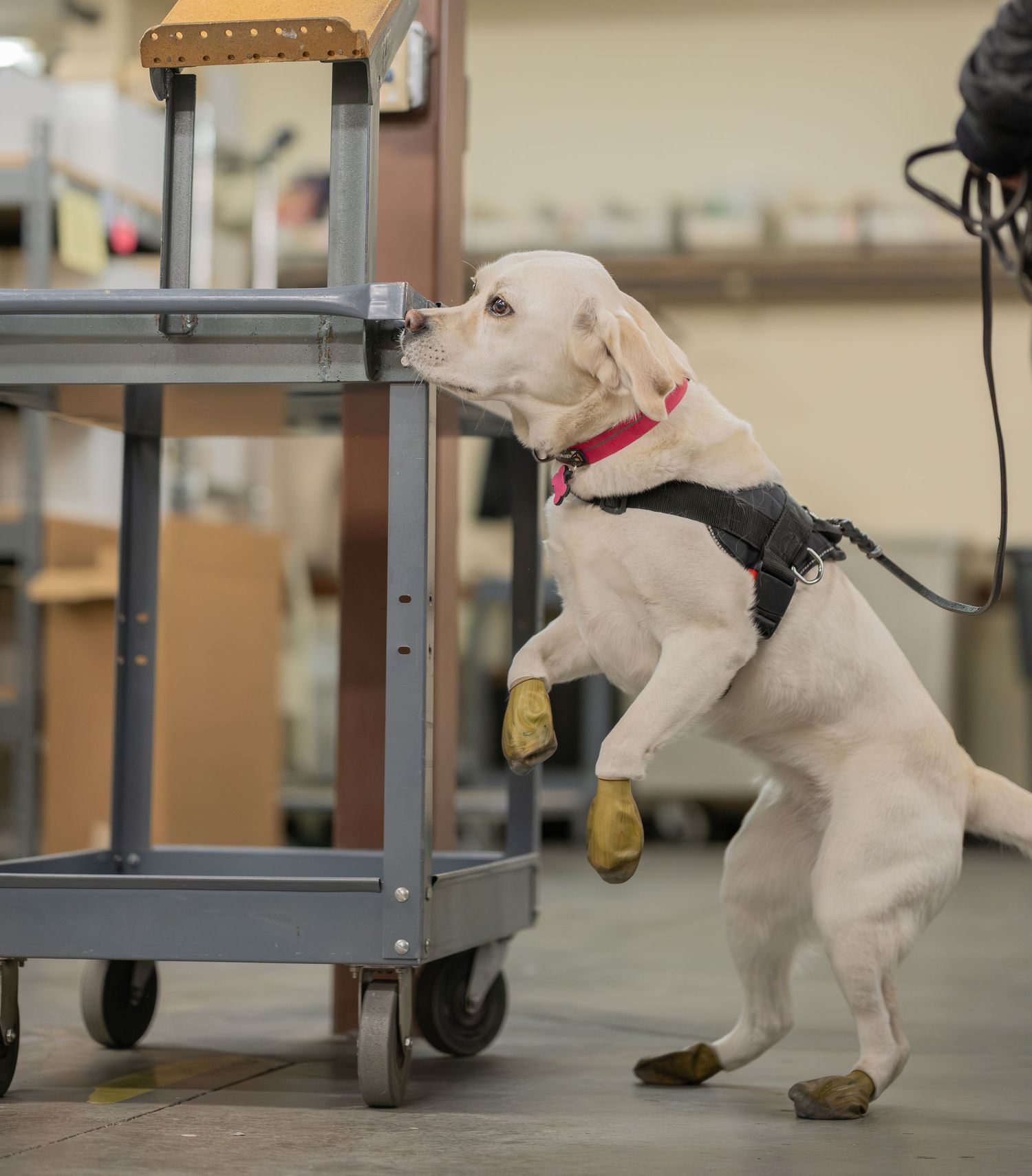 A yellow Labrador in a red collar and harness stands on hind legs, sniffing a metal cart in a warehouse.