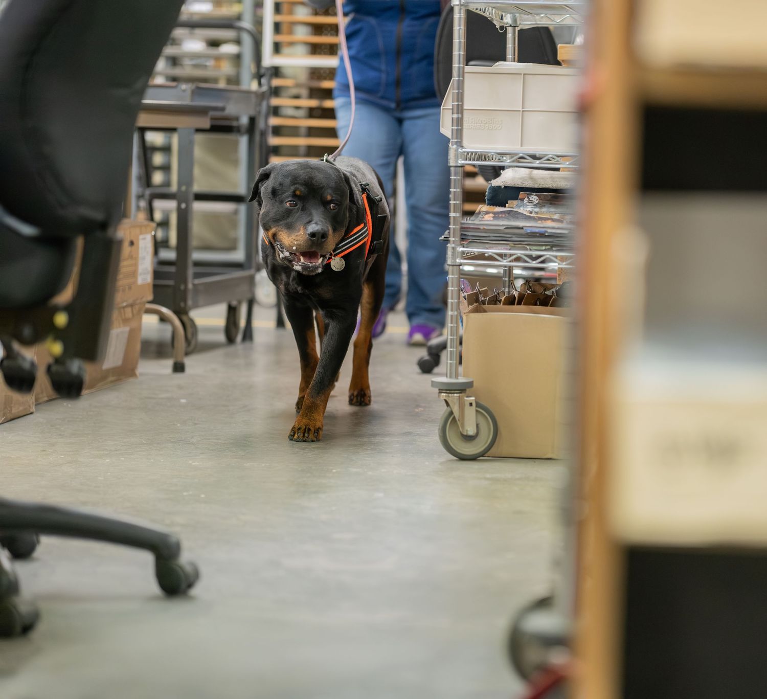 A Rottweiler dog walks through an office workspace aisle wearing an orange harness with a person visible behind.