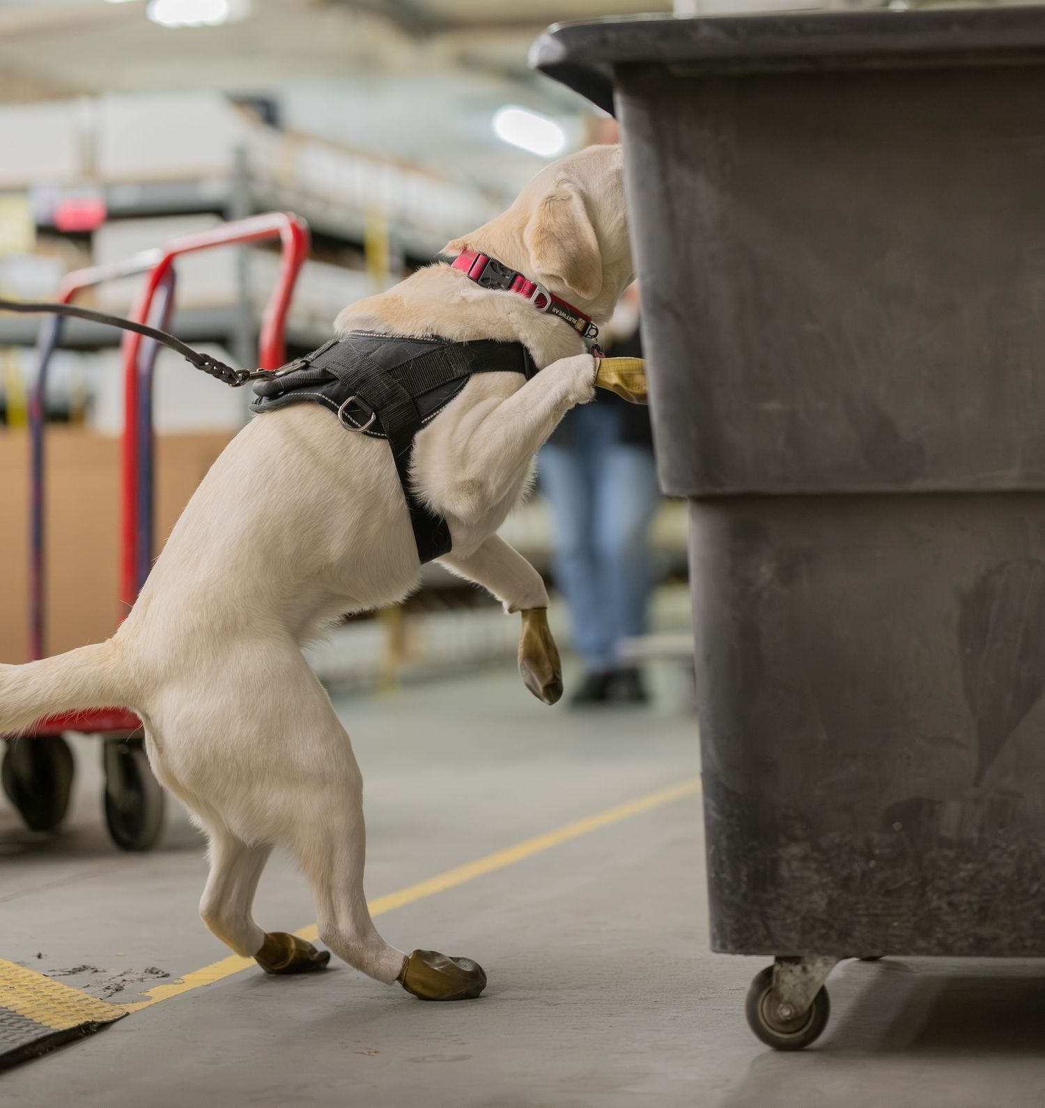 A yellow Labrador in a black harness sniffs inside a gray trash bin during a scent detection training exercise.