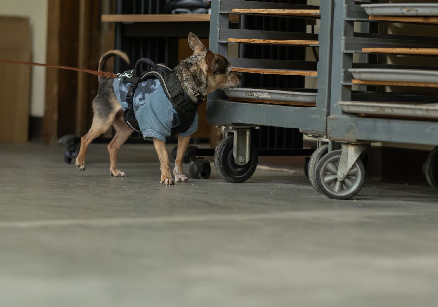 Small dog in blue harness sniffing metal cart on wheels indoors on concrete floor.