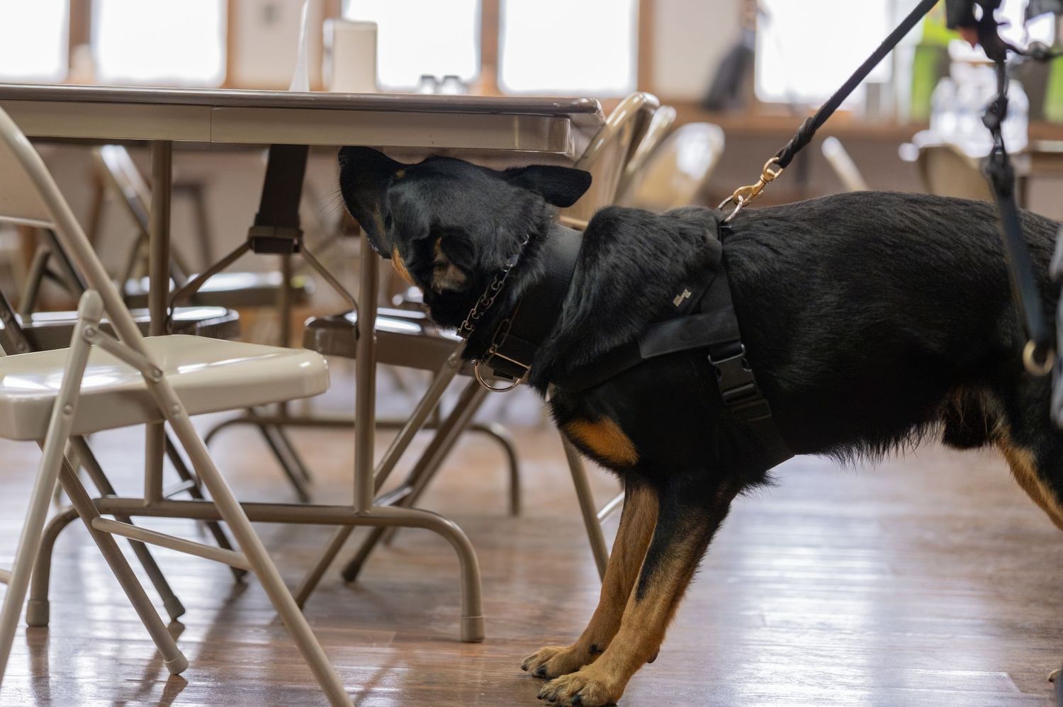 A black and tan German Shepherd dog on a leash wearing a harness sniffs the floor in a room with folding chairs.