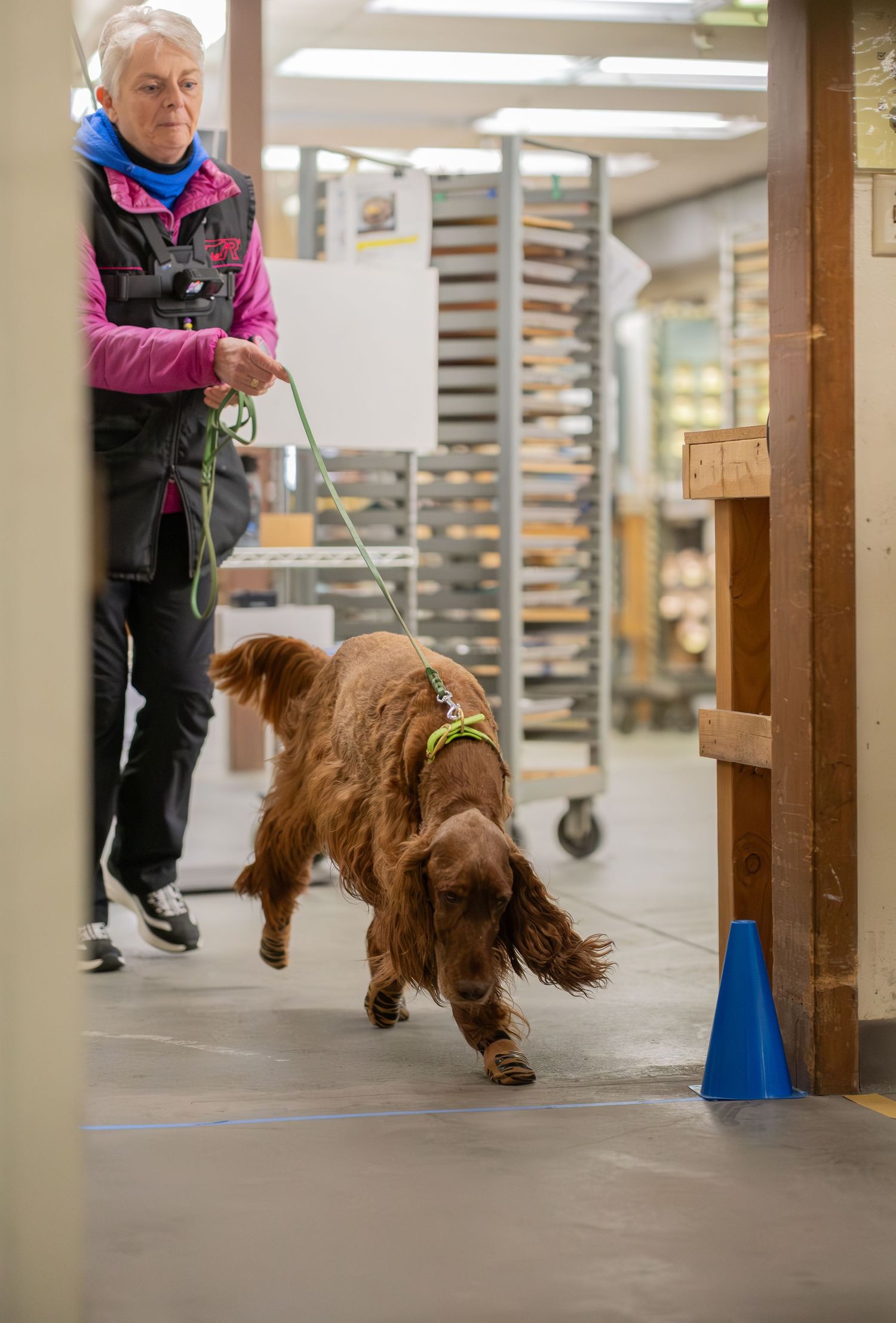 A golden cocker spaniel on a green leash sniffs the floor in a warehouse while an older woman in a pink jacket watches.