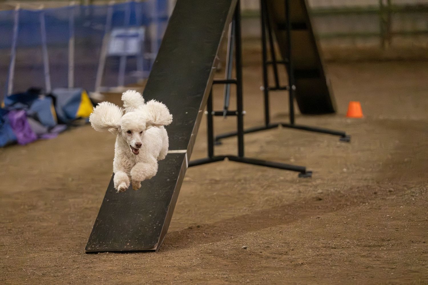 White poodle jumping off agility ramp during dog agility training competition indoors.