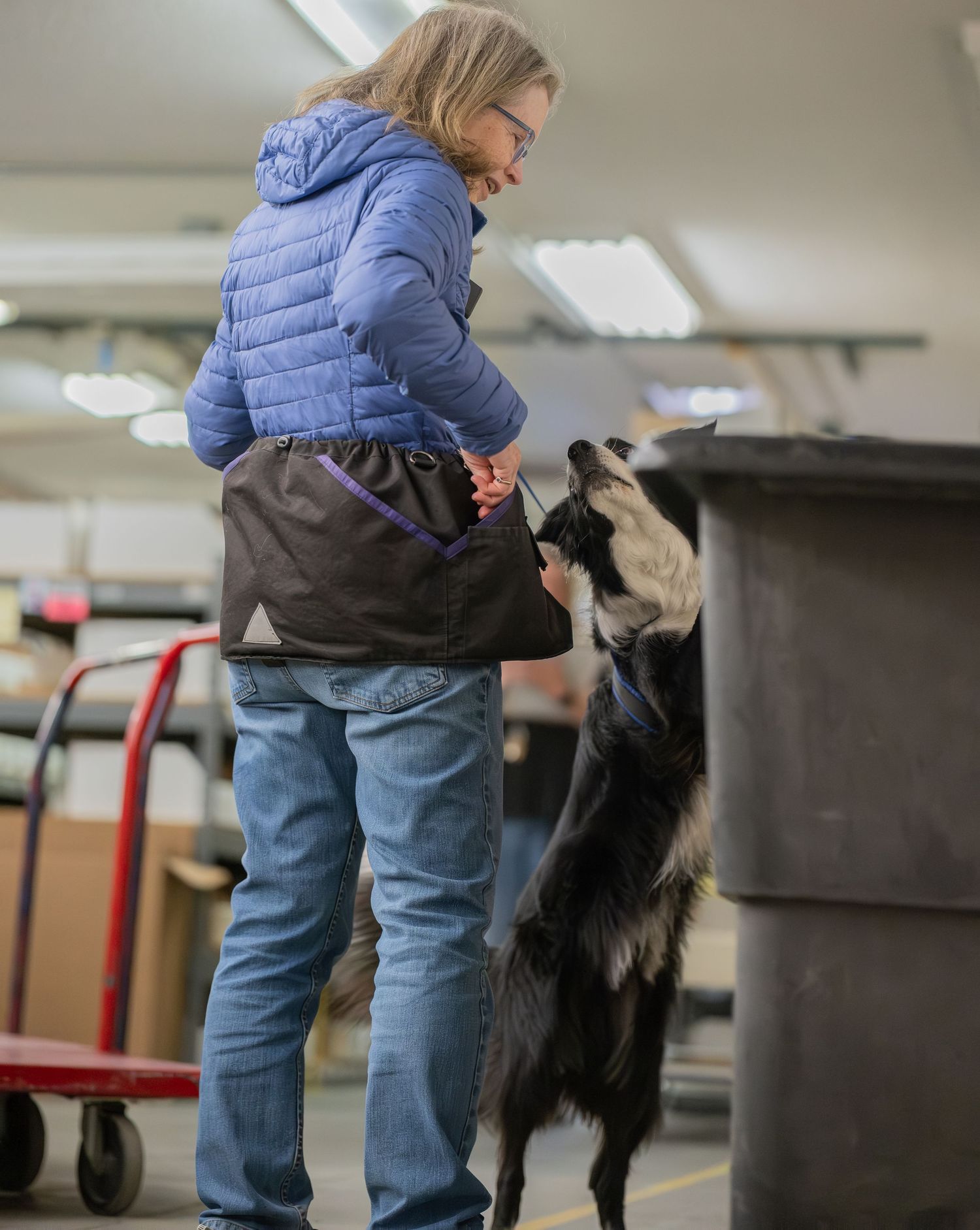 Woman in blue jacket training a black and white Border Collie dog indoors at a facility.