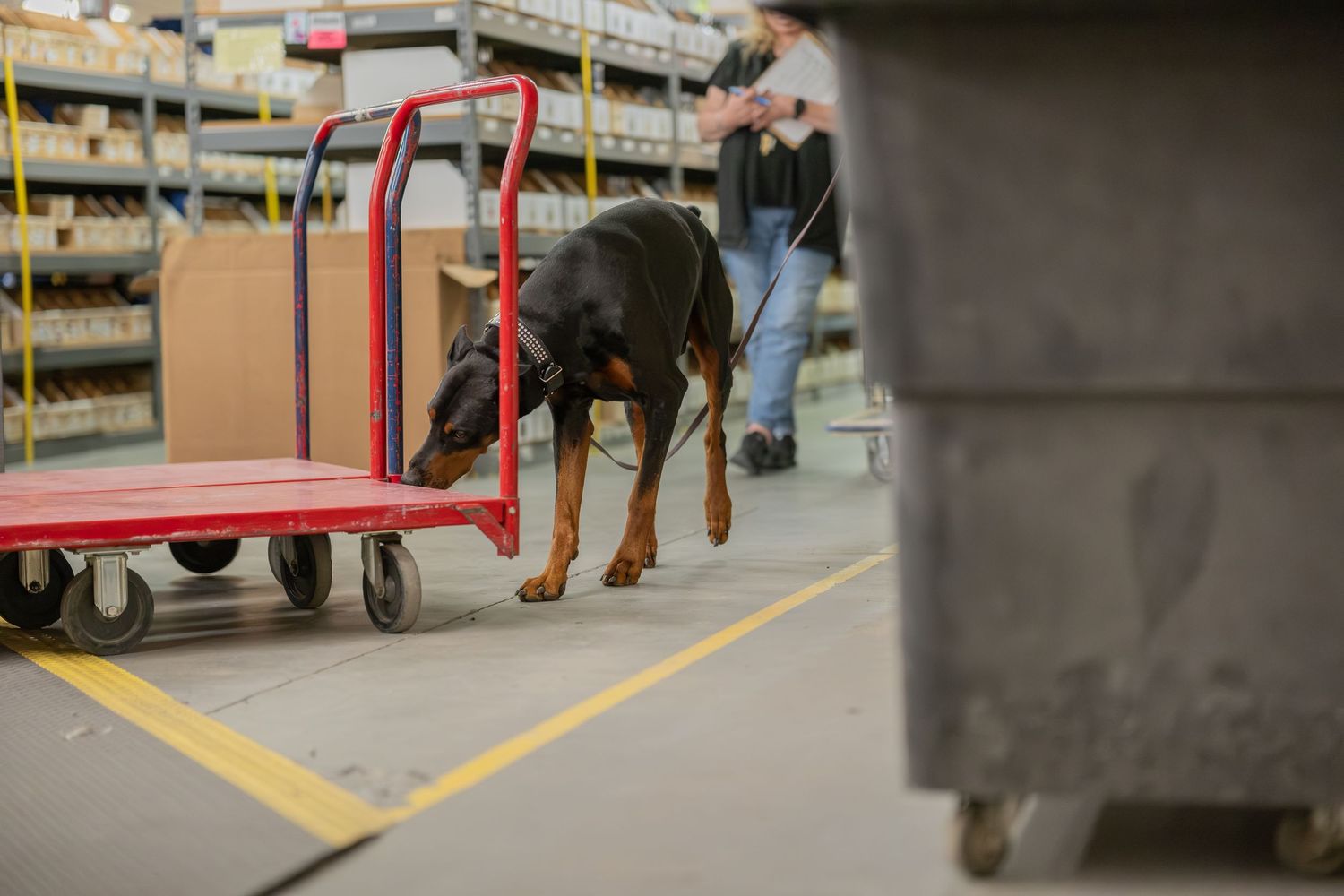 A black and tan Doberman sniffs the floor of a warehouse near a red flatbed cart.