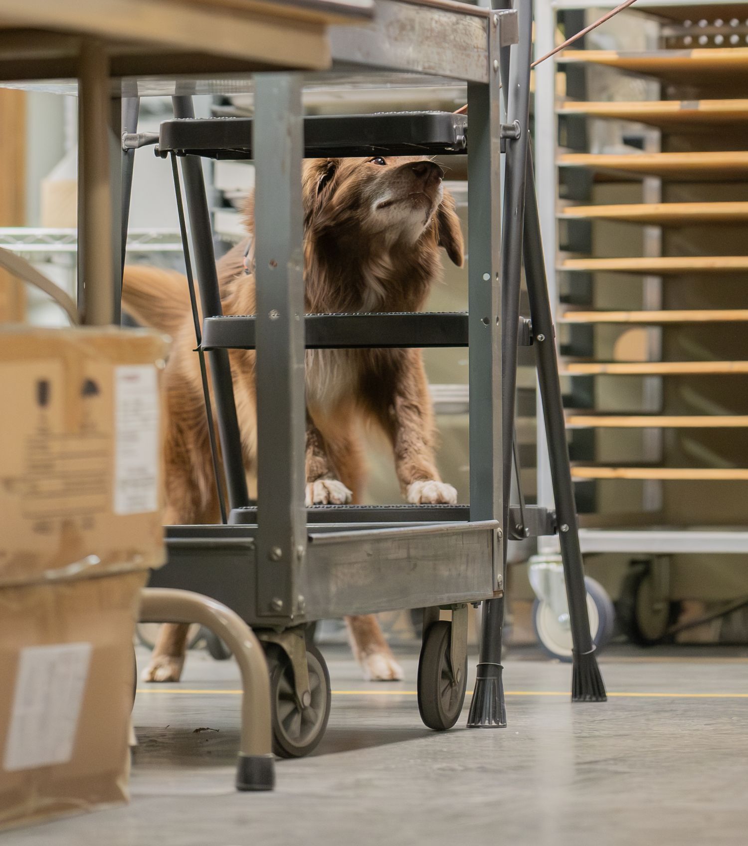 A fluffy brown dog stands inside a metal utility cart in an industrial warehouse setting.