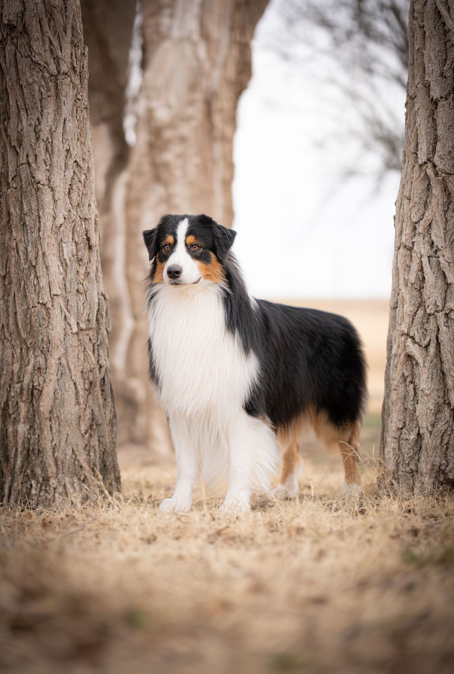 A tricolor Australian Shepherd stands alert between two tree trunks on dry grass in a serene outdoor setting.