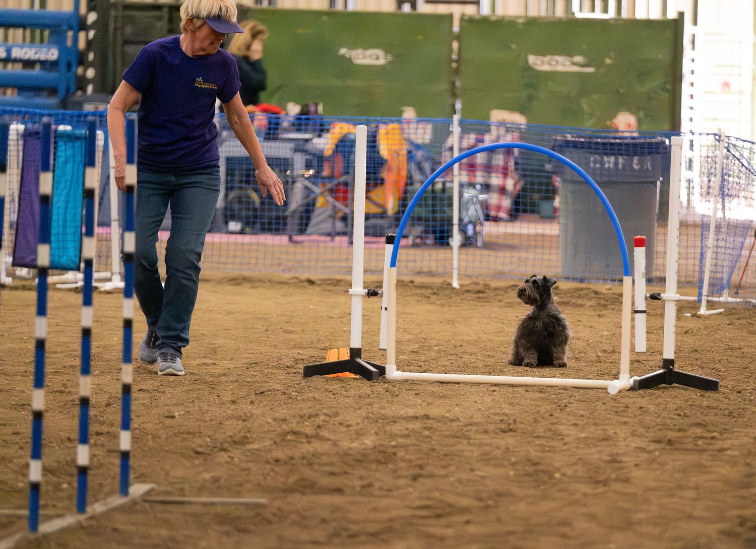 A handler guides a small black schnauzer through an agility course with blue and white jump poles indoors.
