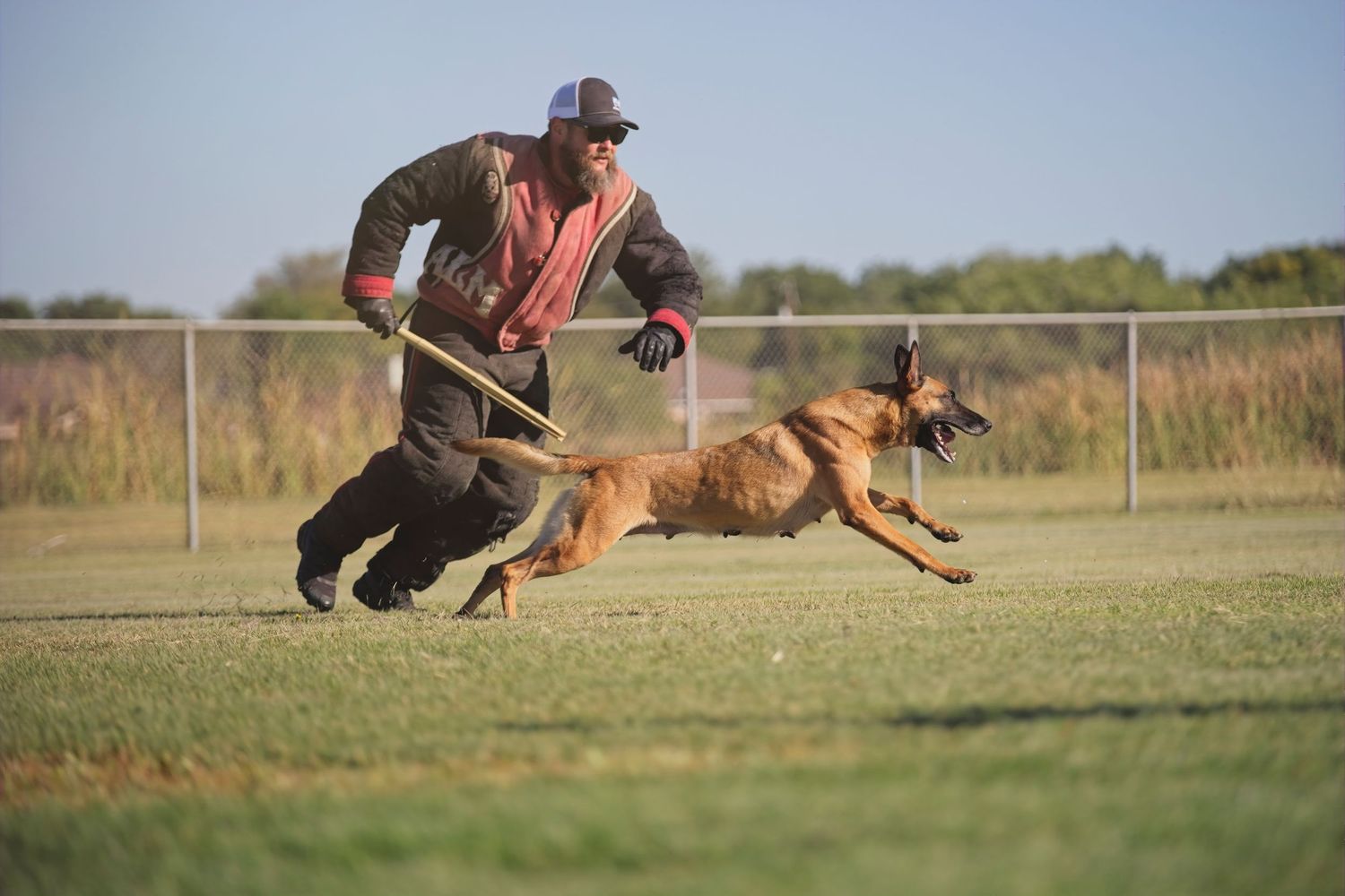 Handler works with Belgian Malinois dog during outdoor training session on sunny field.