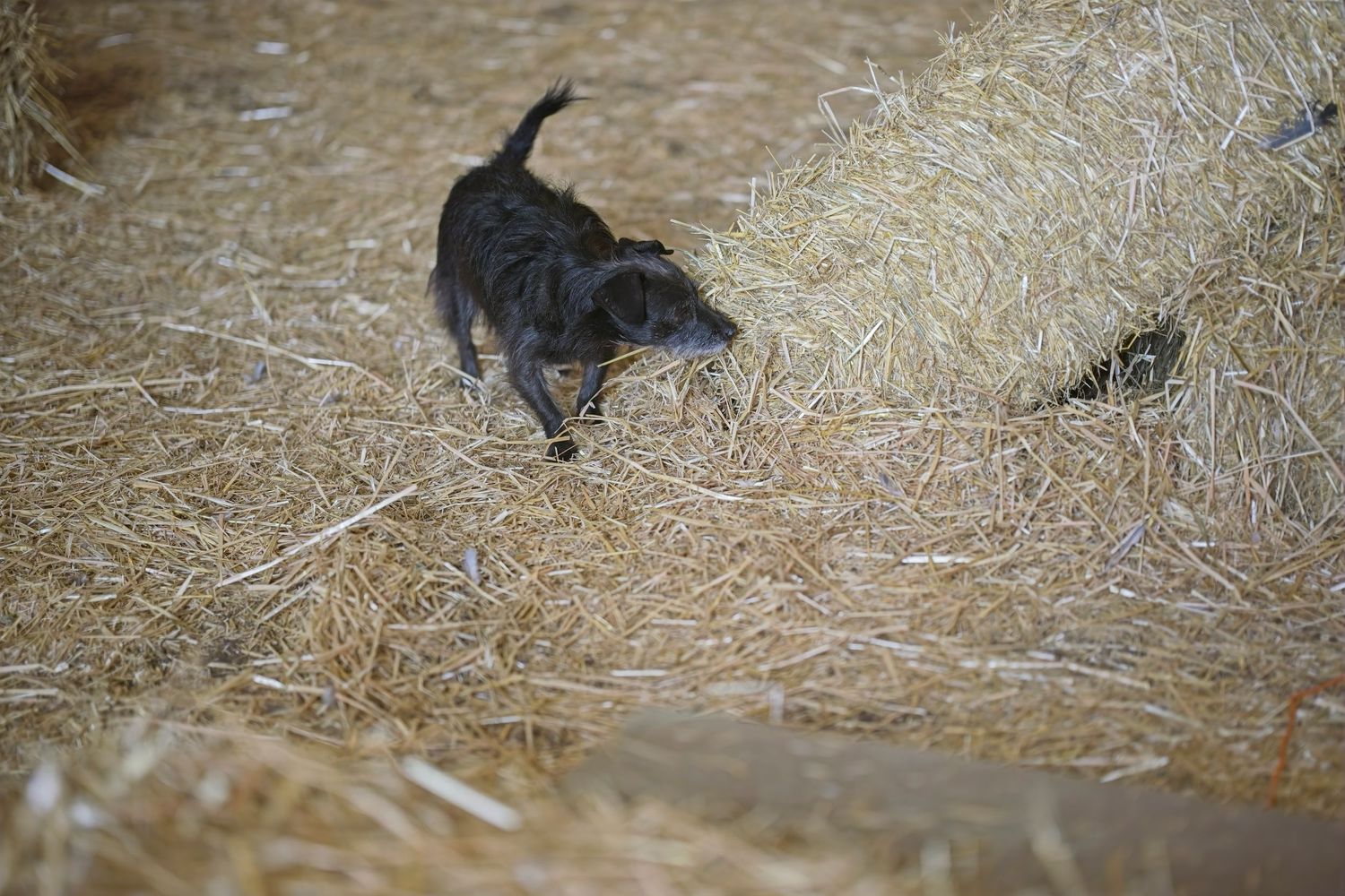 Black dog searching through straw in a barn setting.