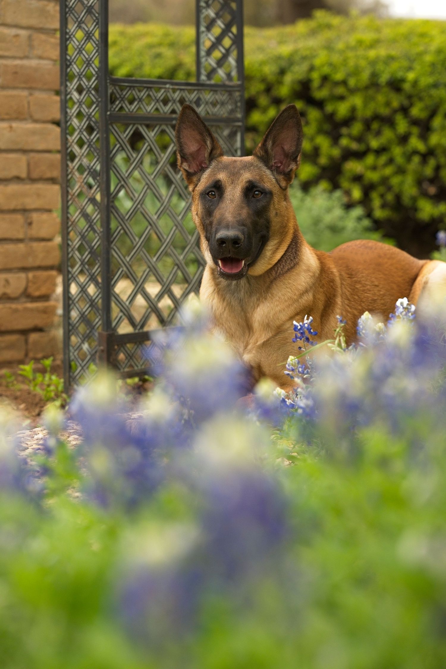A tan dog sits behind purple bluebonnets near a brick wall with lattice.