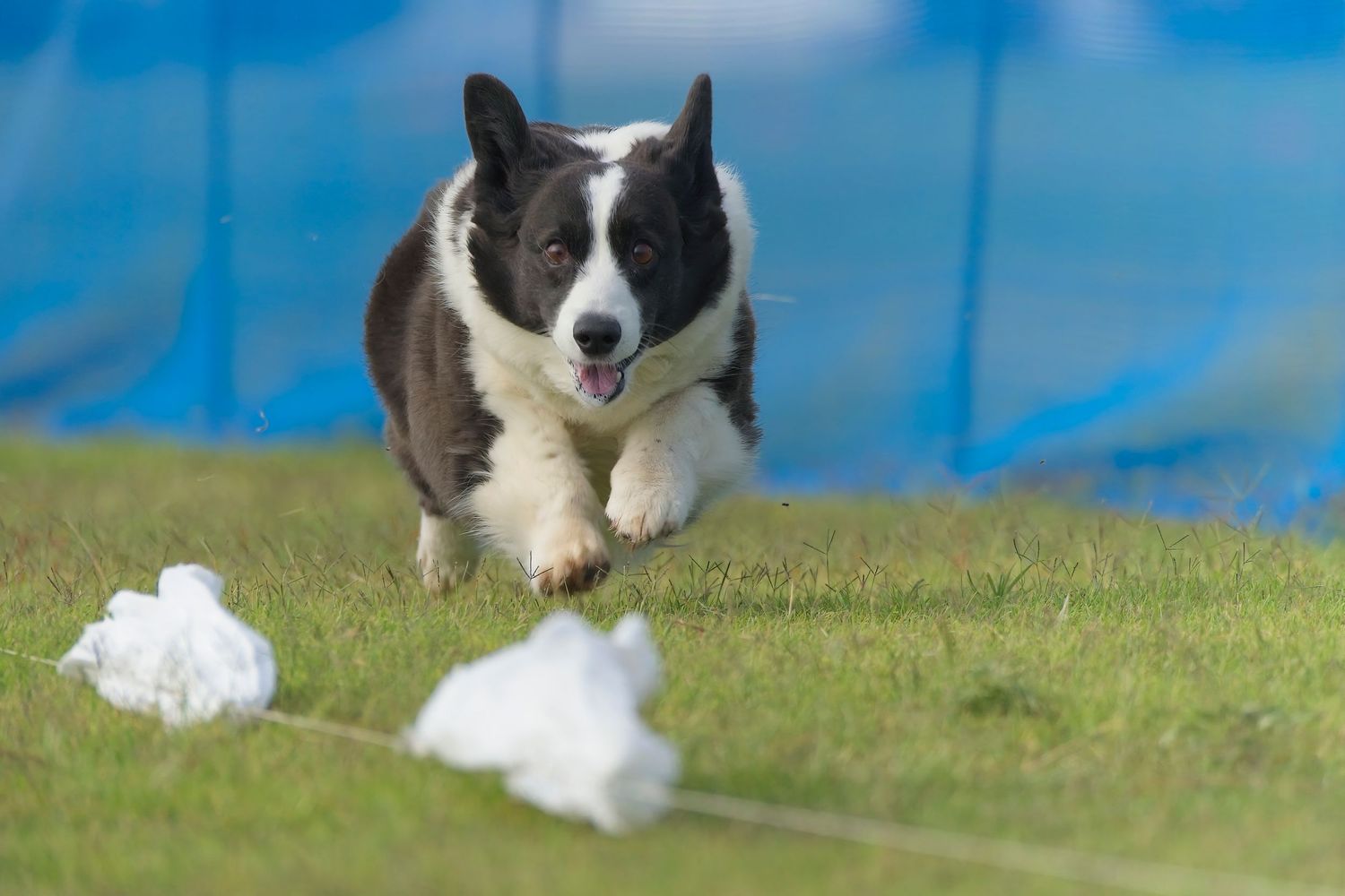 Border collie dog resting in grassy field with bright blue sky overhead.