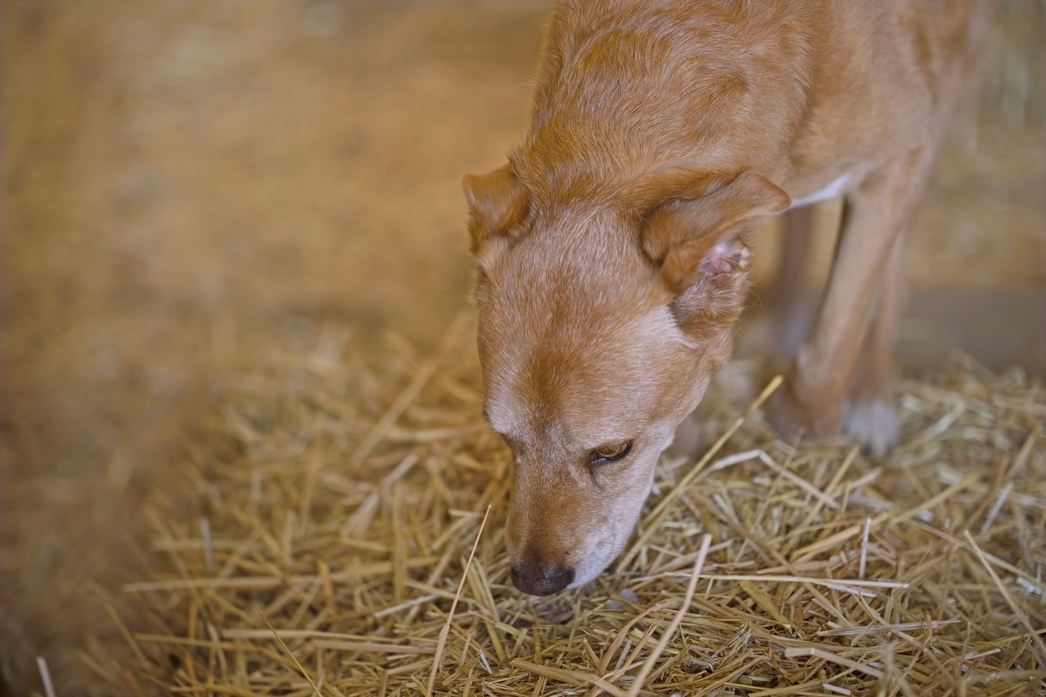 Dog sniffing and searching through hay during indoor scent detection training.