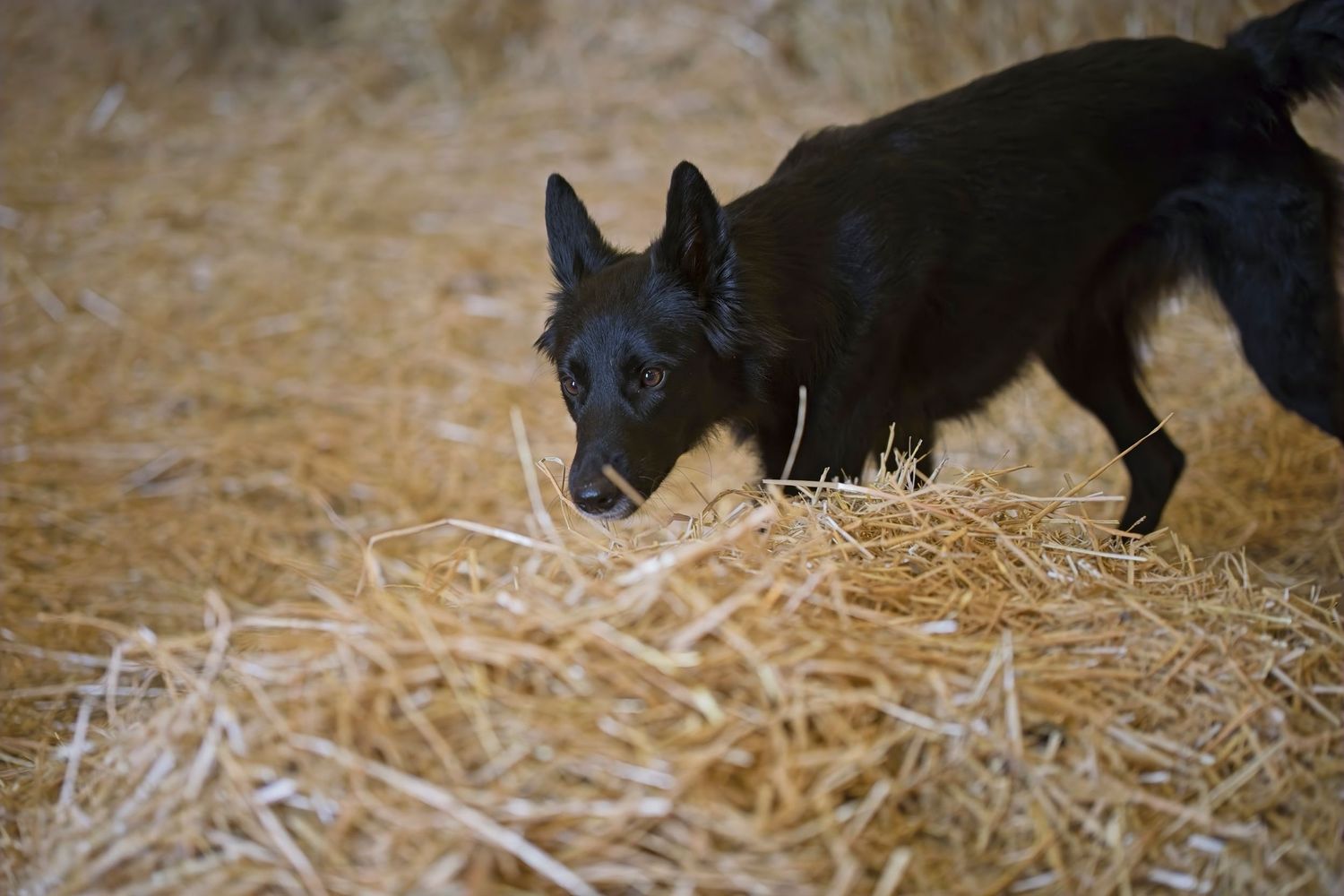 Black dog searching through scattered straw on barn floor.