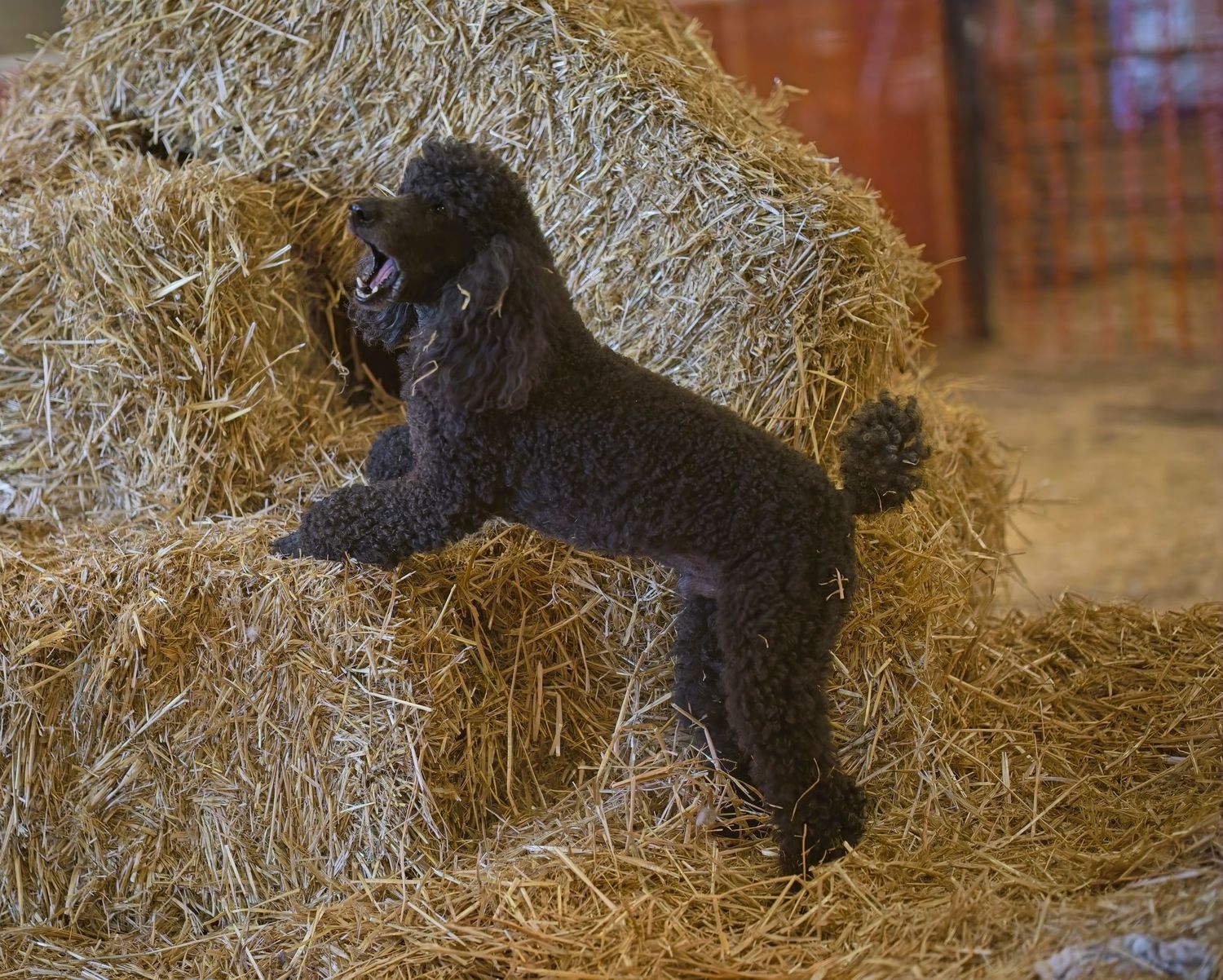 A black poodle puppy plays on a pile of hay bales in a rustic barn setting.