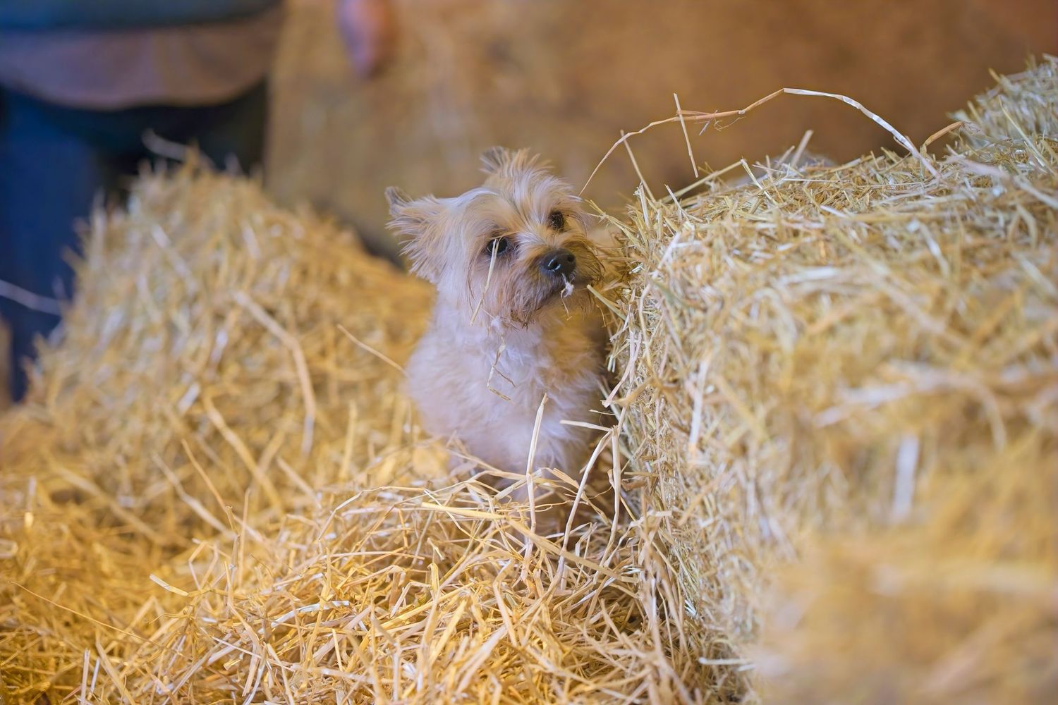 Playful white terrier peeking out from behind hay bales in a wooden barn.