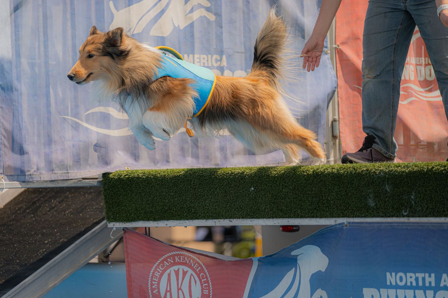A Shetland Sheepdog in a blue vest leaps over a ramp at an AKC dog agility competition.