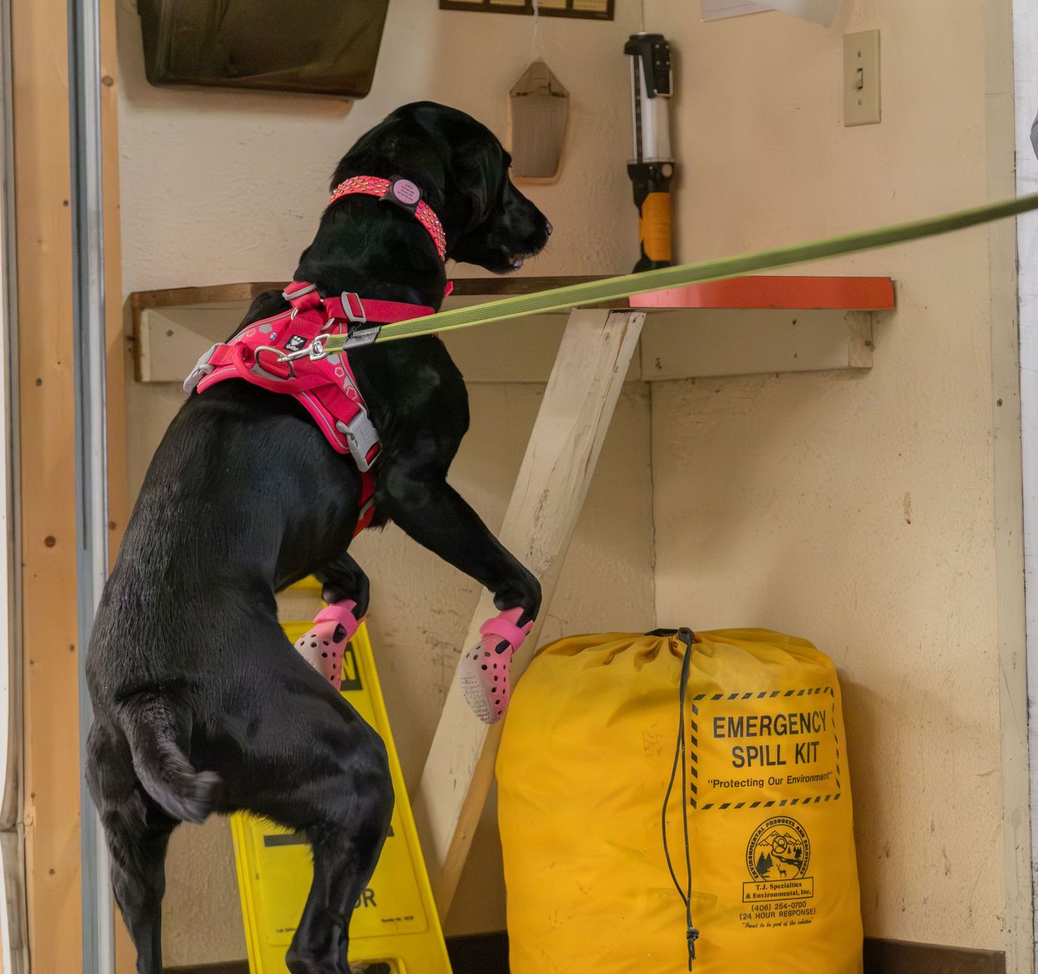 Black Labrador dog in pink harness climbing ladder near yellow Emergency Spill Kit bag inside vehicle.