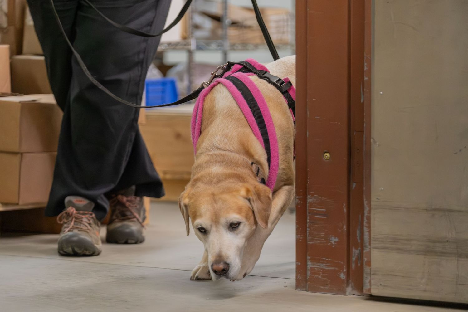 A yellow Labrador wearing a pink harness sniffs the floor in a warehouse while on a leash.