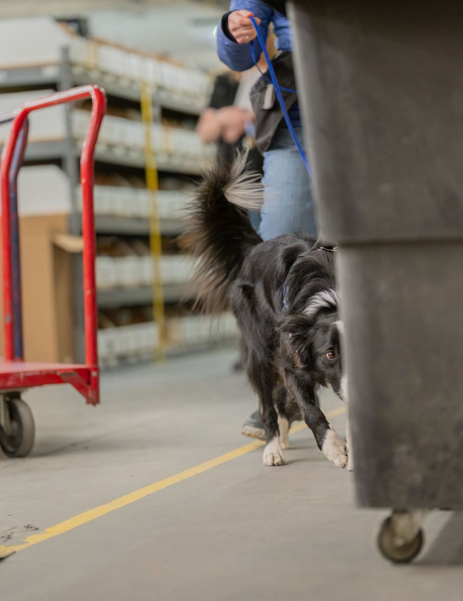 A black and white border collie dog on a leash sniffing the floor inside a warehouse facility.
