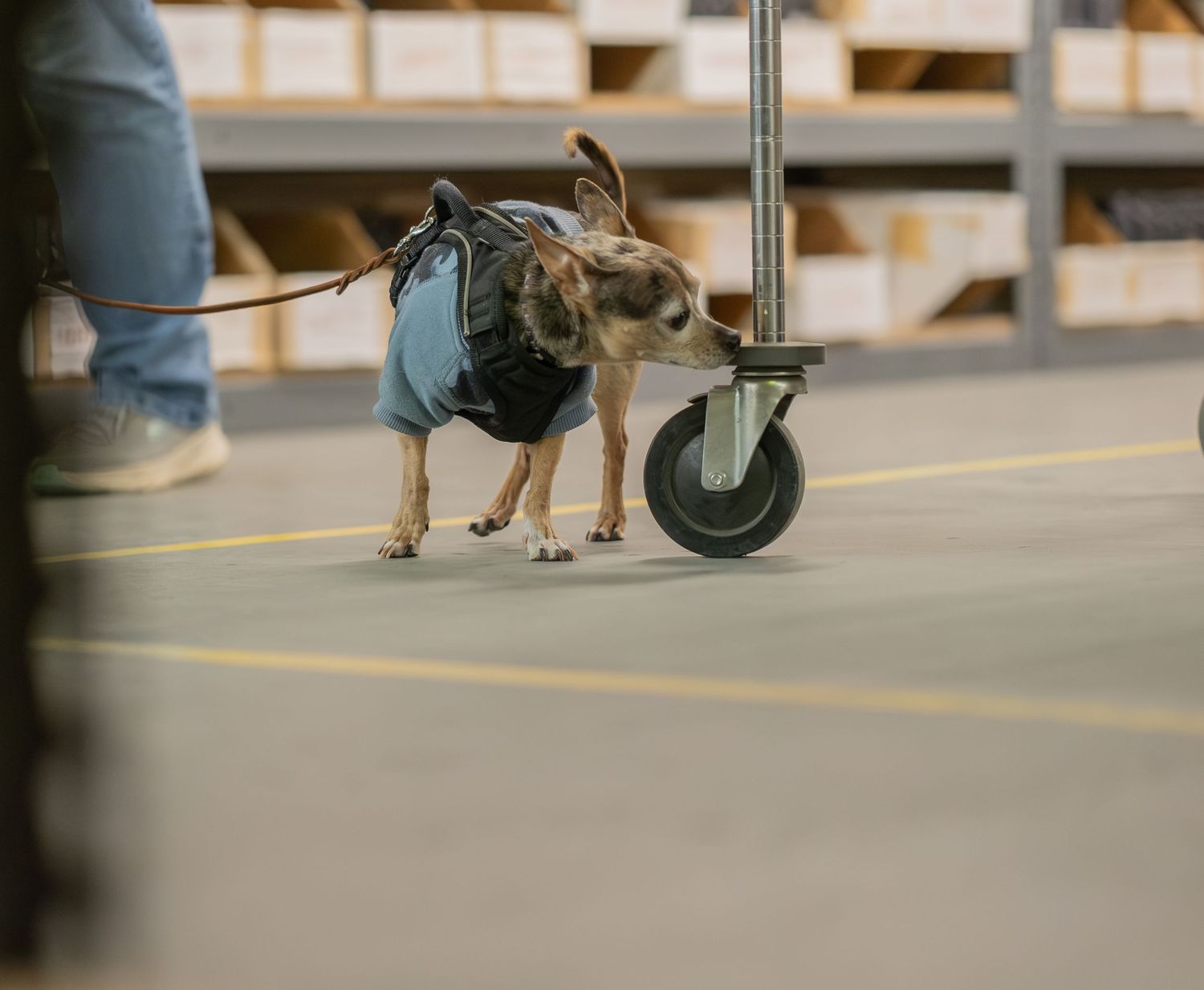 Small dog wearing a blue vest and leash sniffs the floor of a warehouse near a cart.