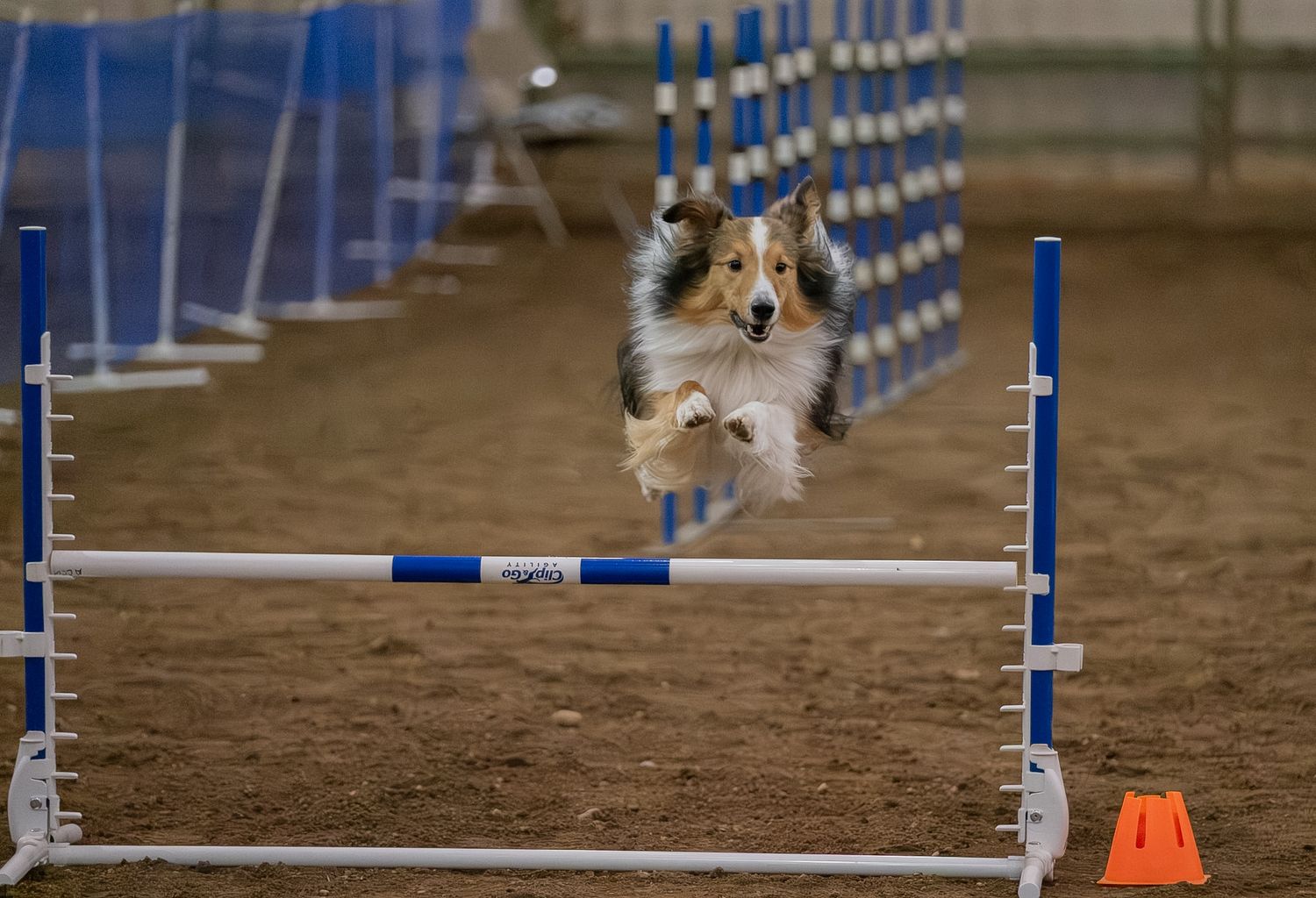 Shetland Sheepdog leaping over a blue agility hurdle during an indoor dog agility competition.