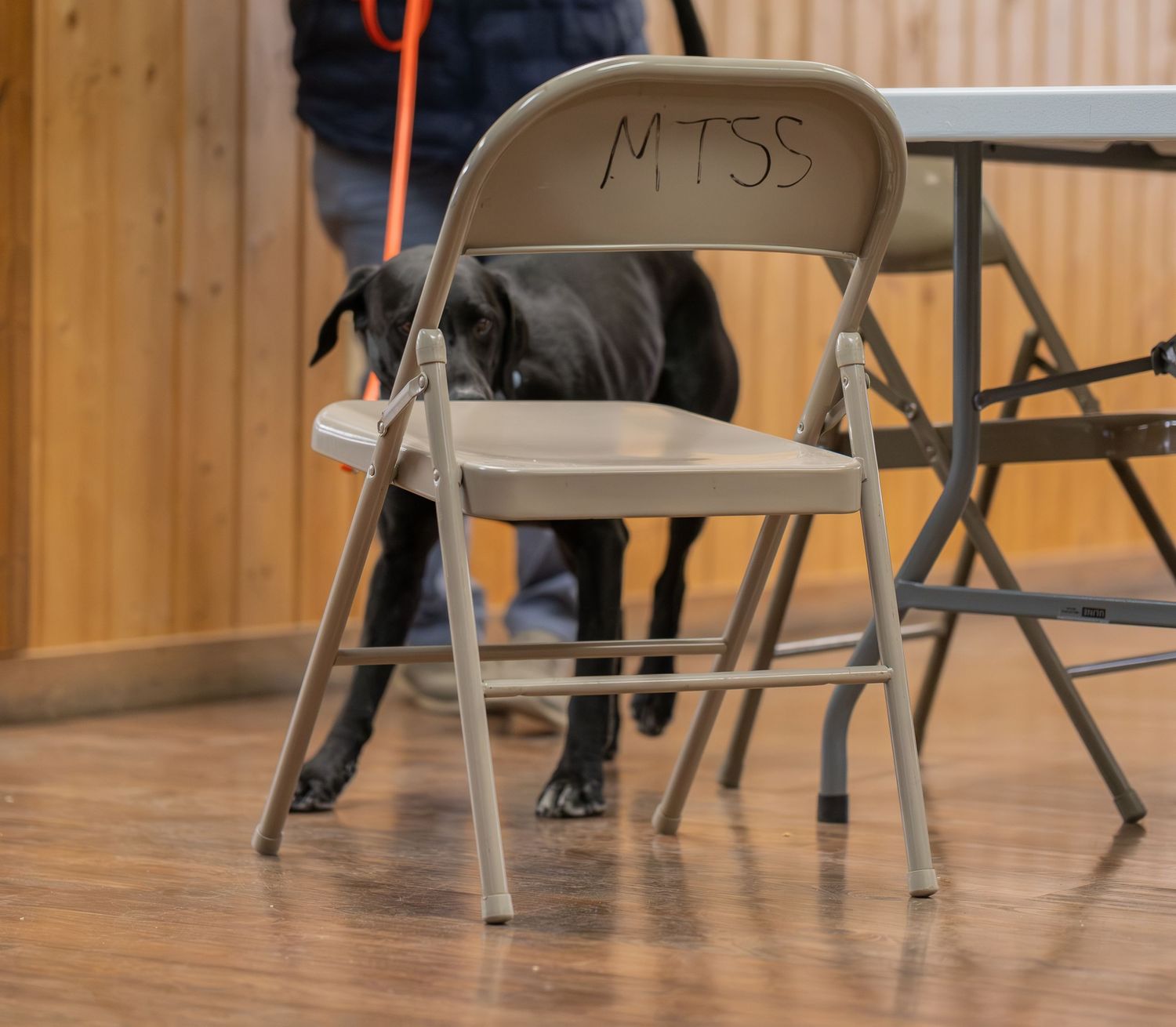 Black Labrador dog peeking through a folding metal chair labeled MTSS on a wooden floor indoors.